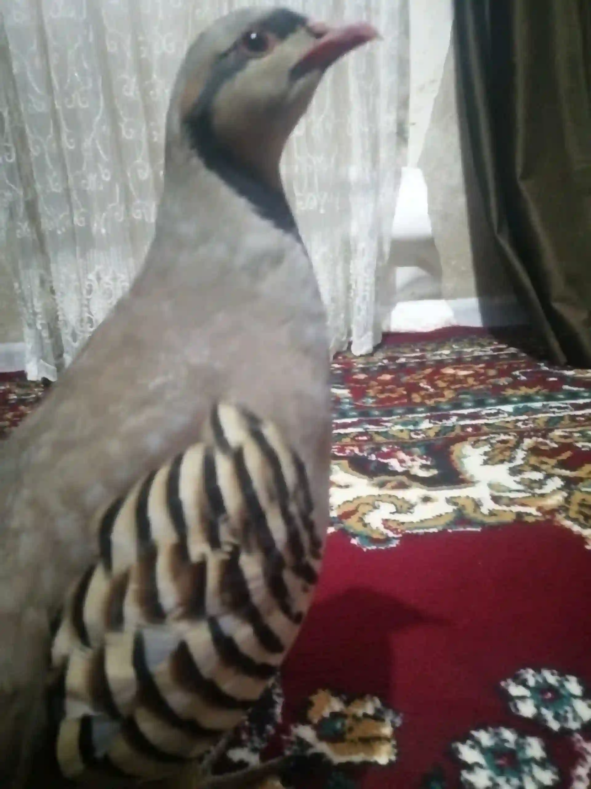 Кабк 