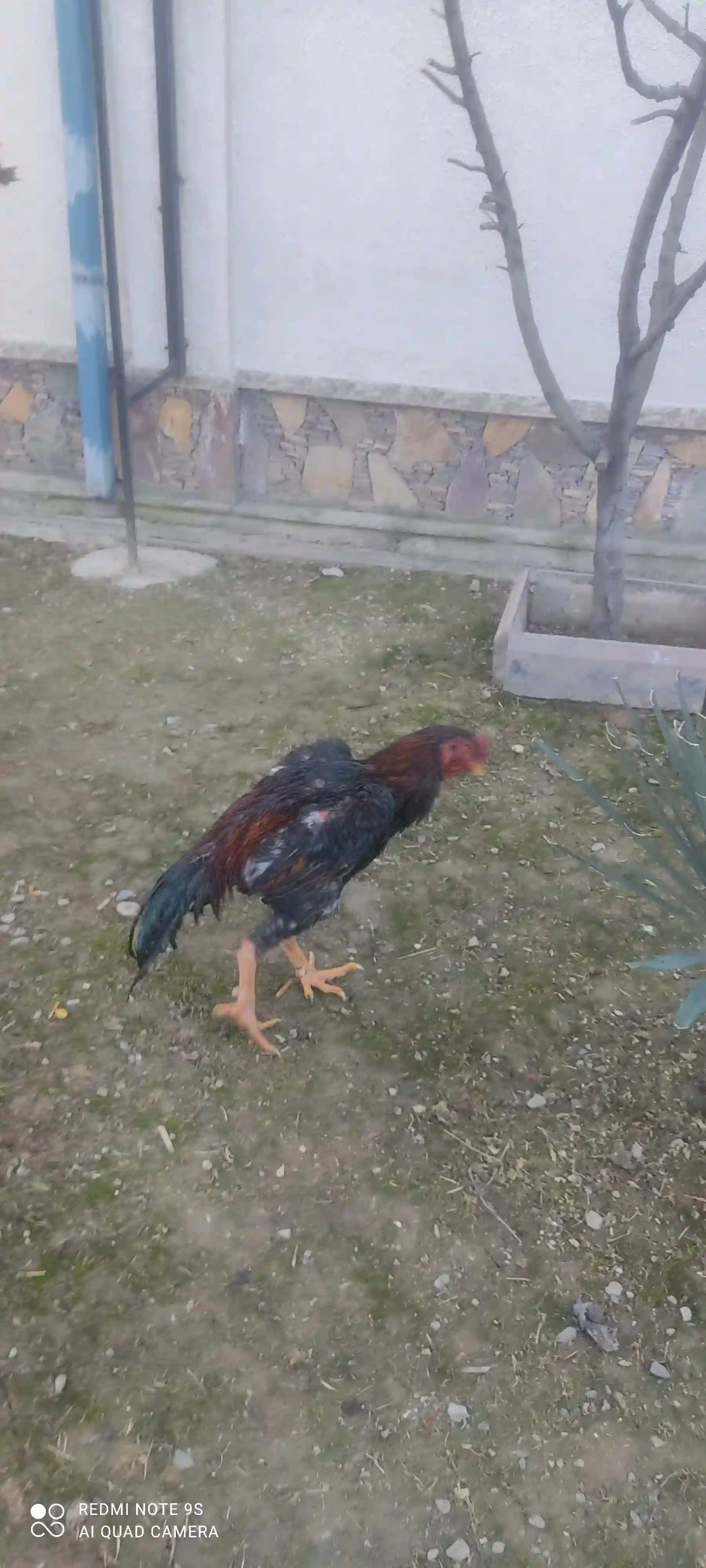 дакан