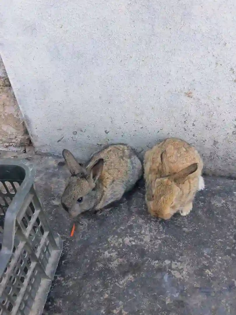 Харгушча