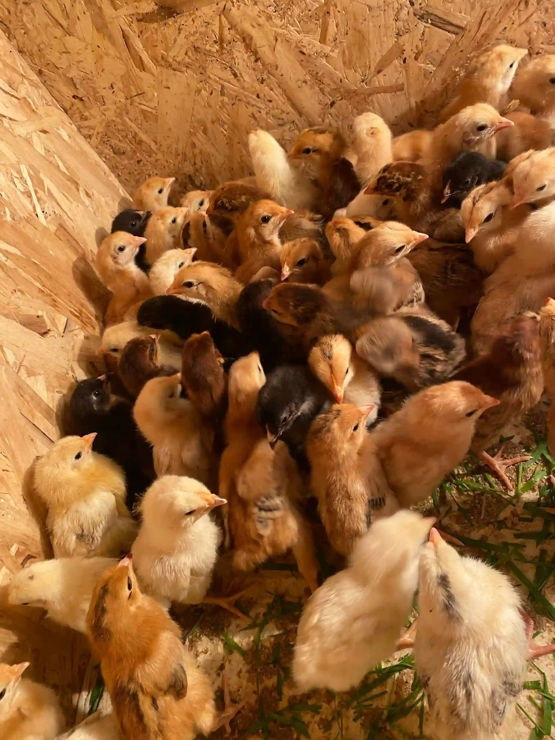 Чучаи Ломан Браун