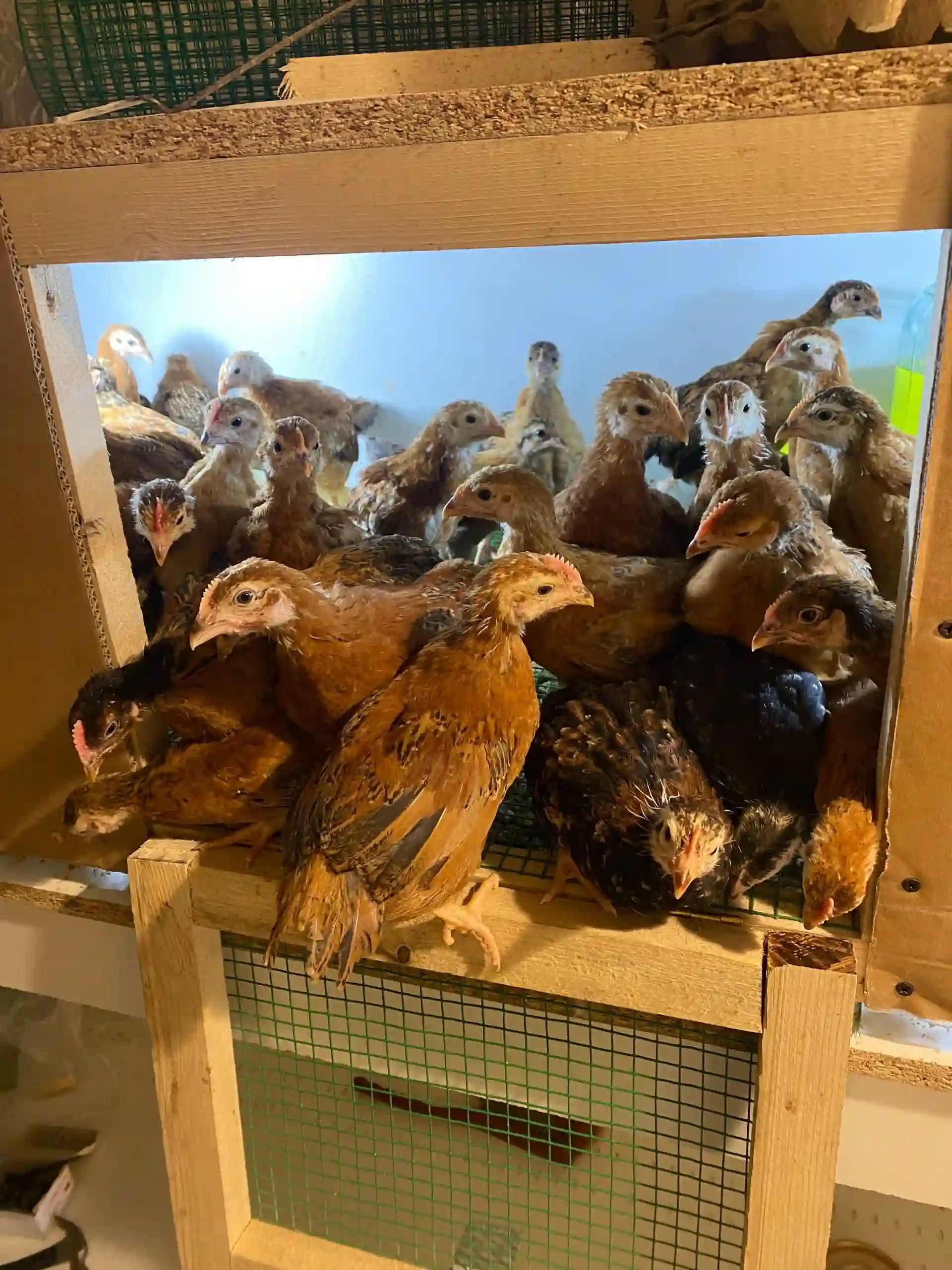 Ломан Браун