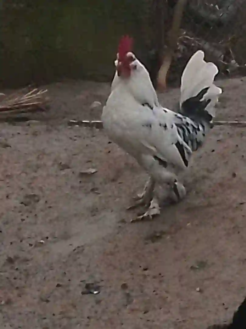 Хурузи японча  