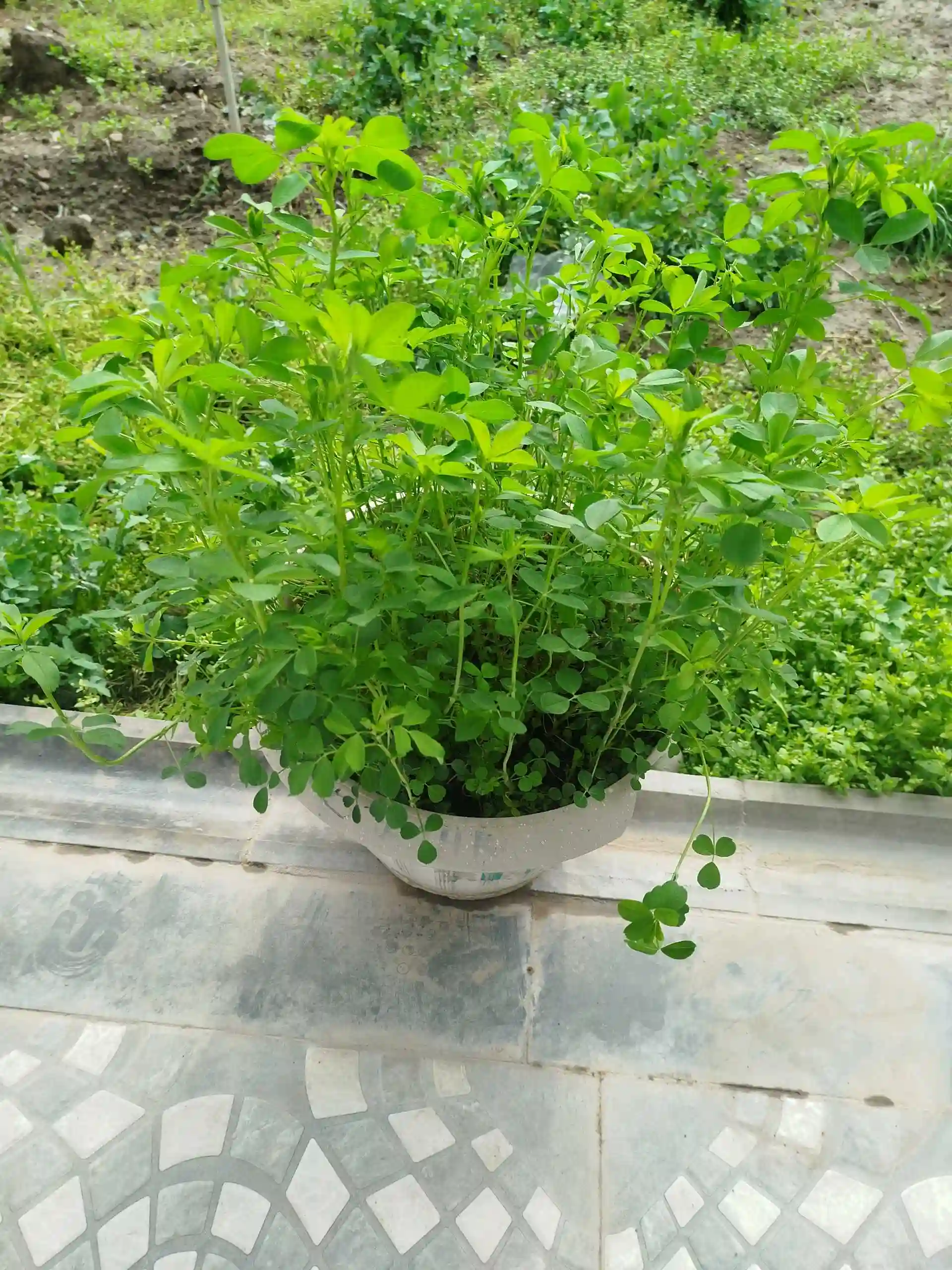 Тухми Рушка