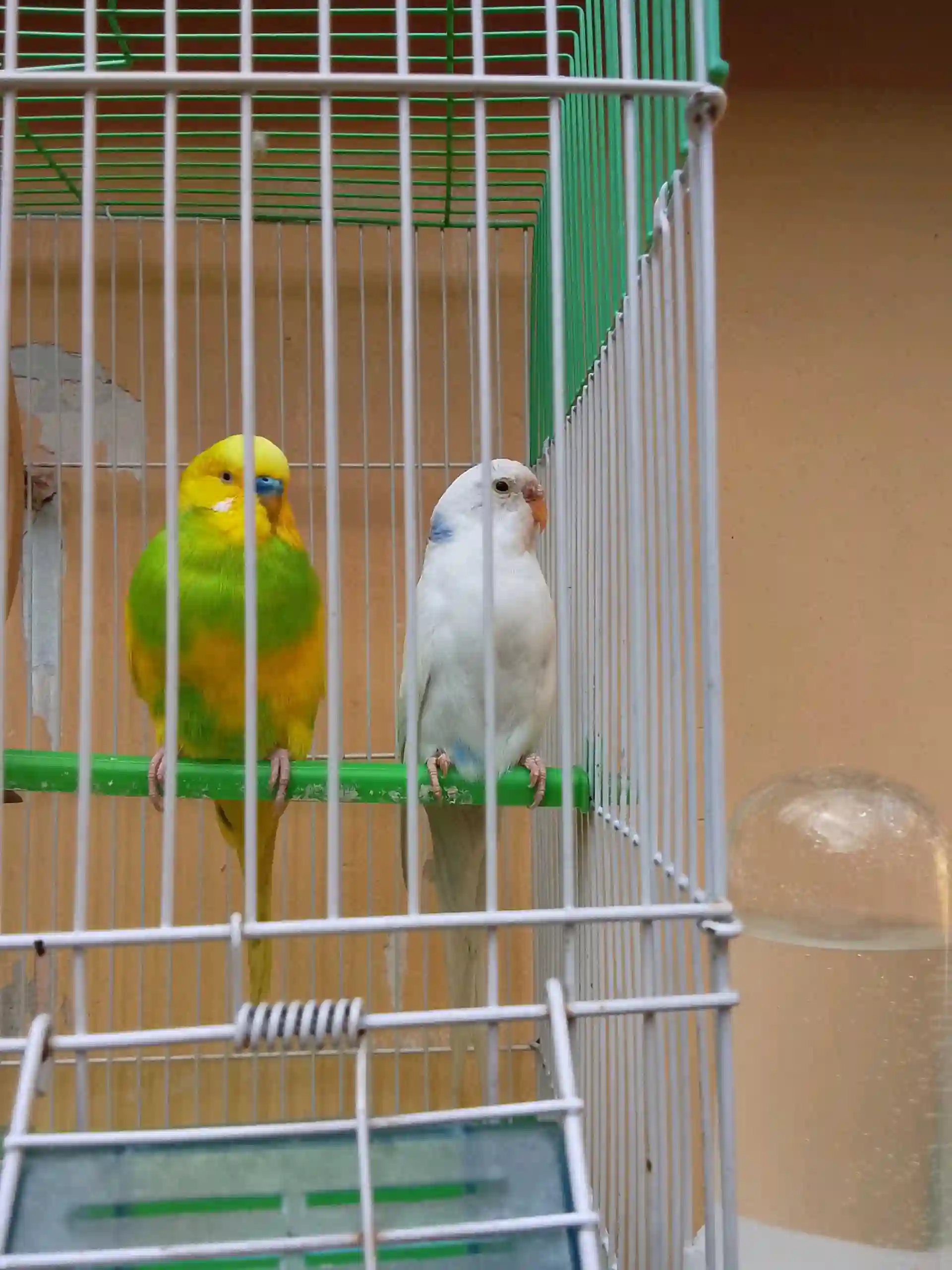 папугай 2пара бо хамрохи кафас 