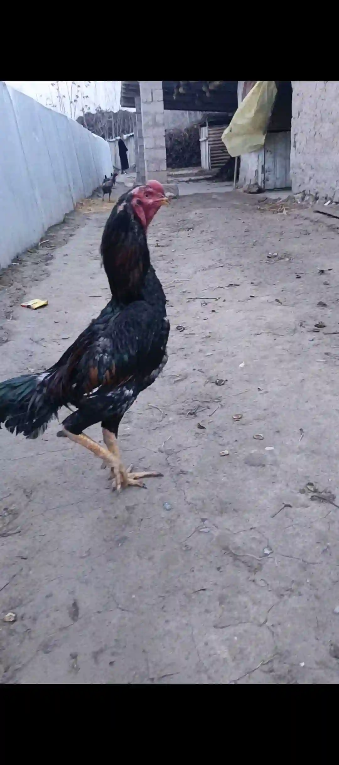 дакан тулак