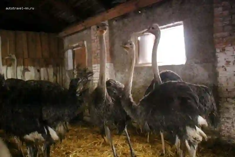 шутурмург страус 