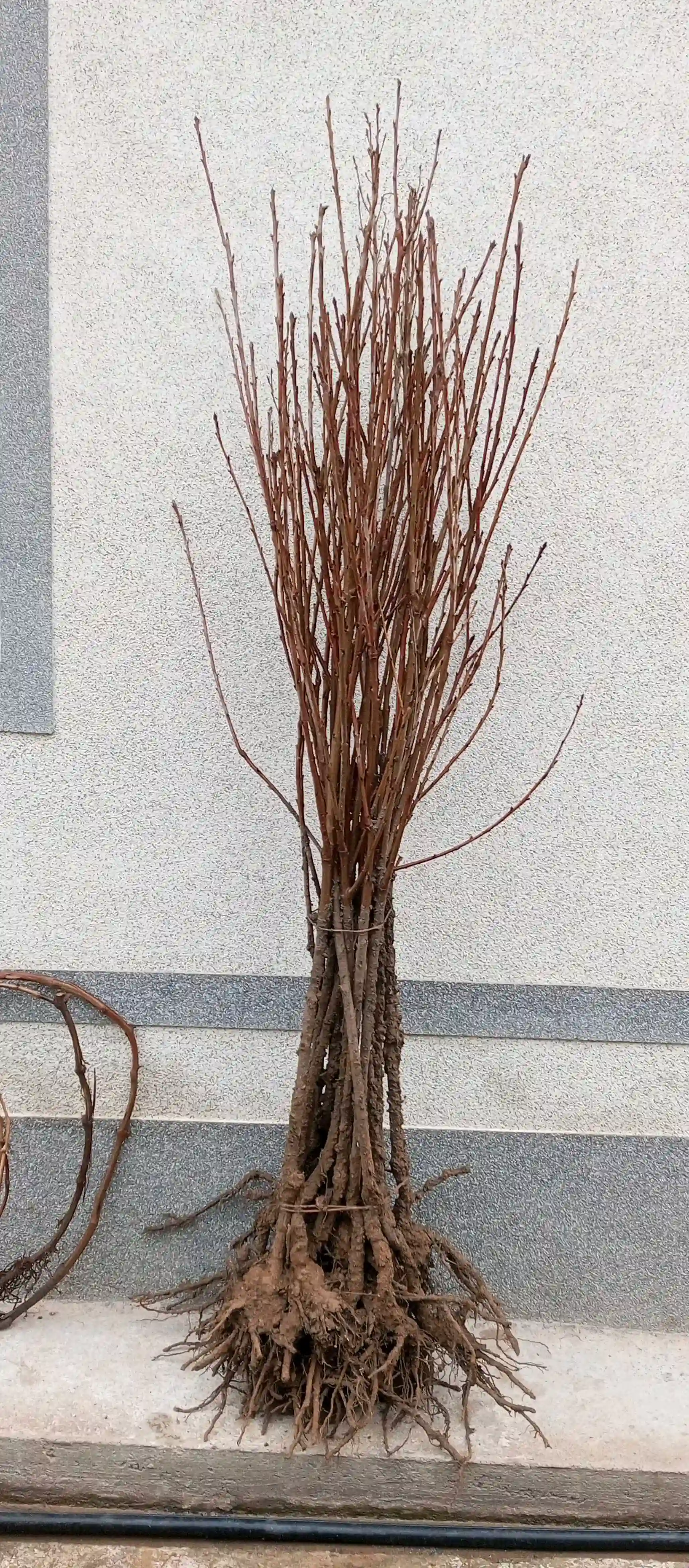 дарахтҳои гелосҳои нави валавой