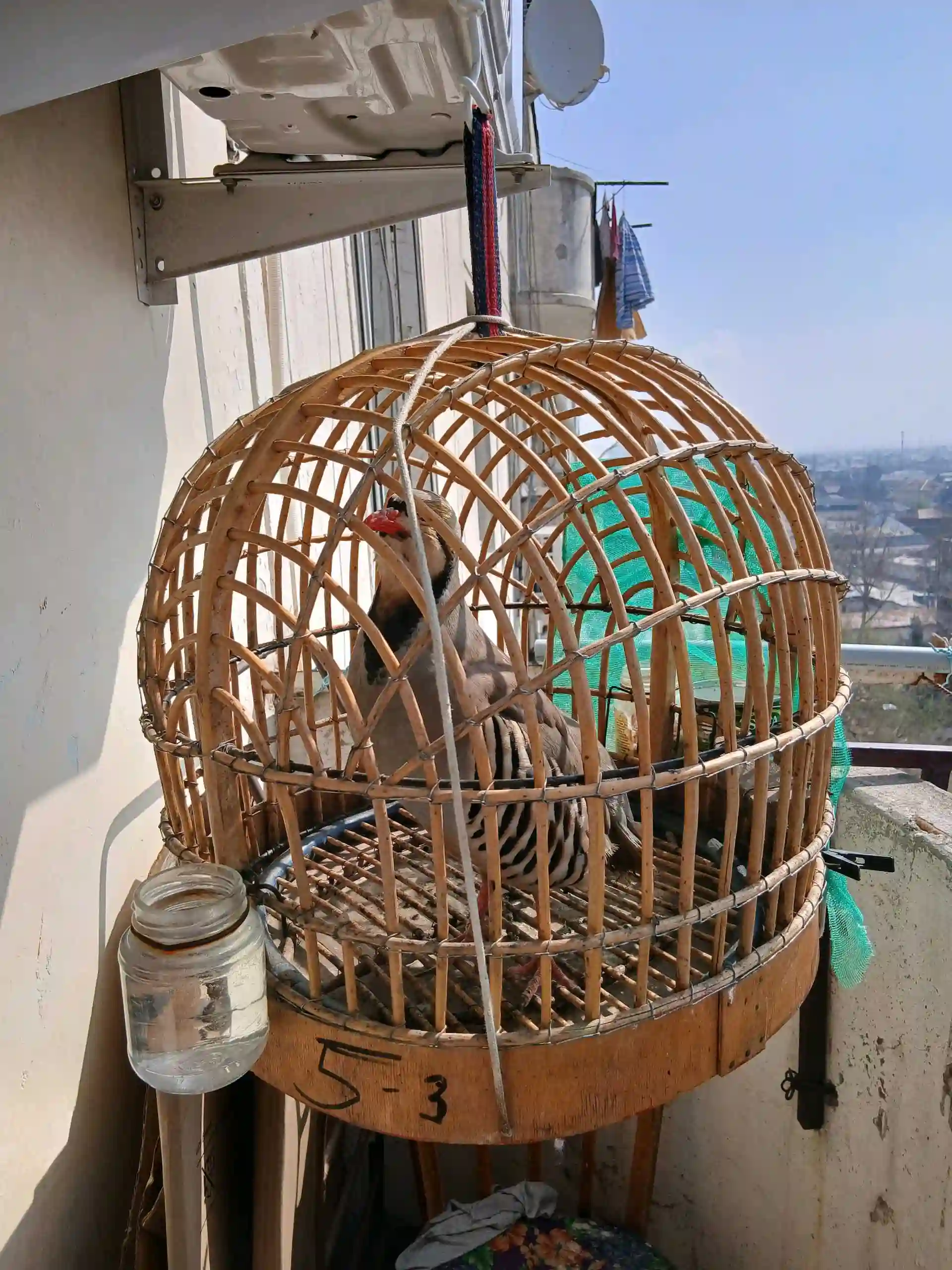 Кавги дастбоз 