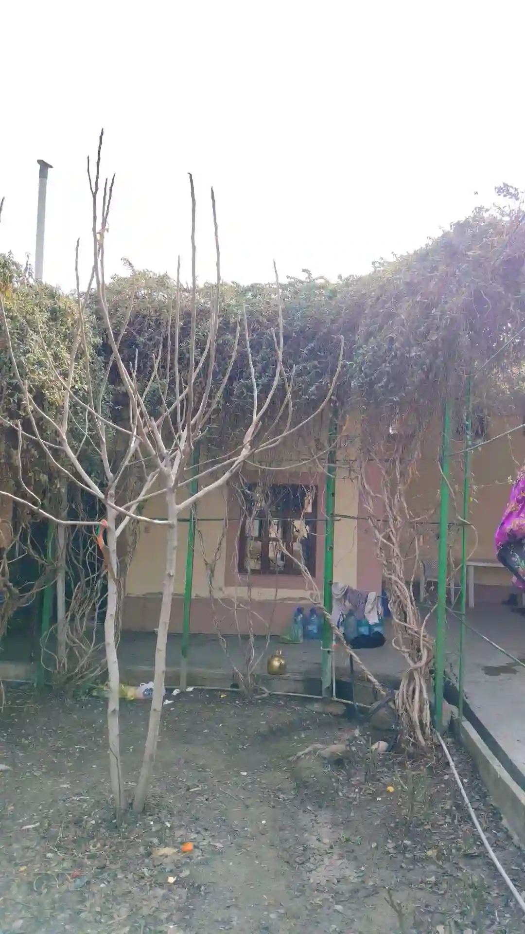 жасмин 5 дона нарх150с як донаш