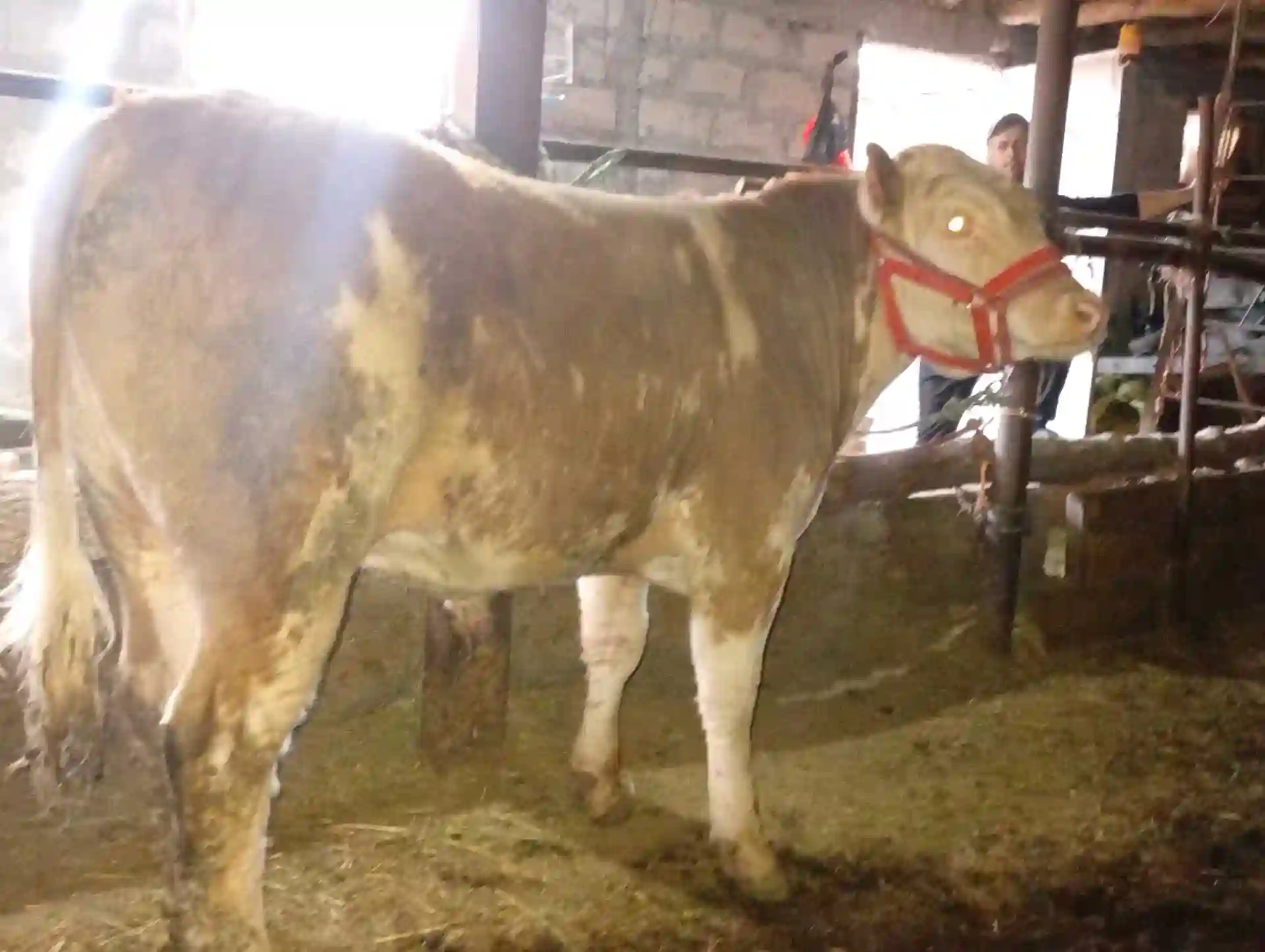 Симменталь (порода коров)