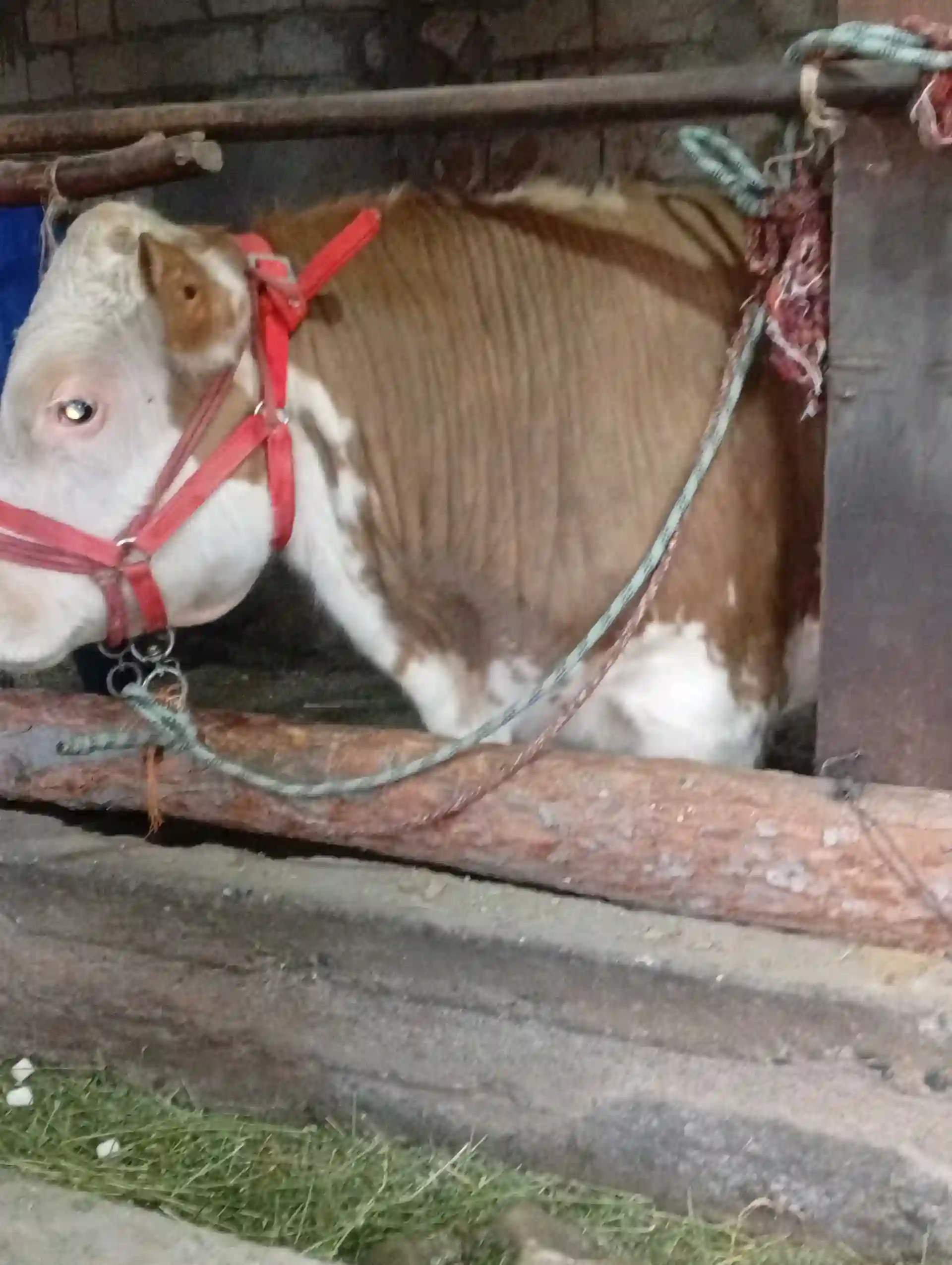 Симментальская порода