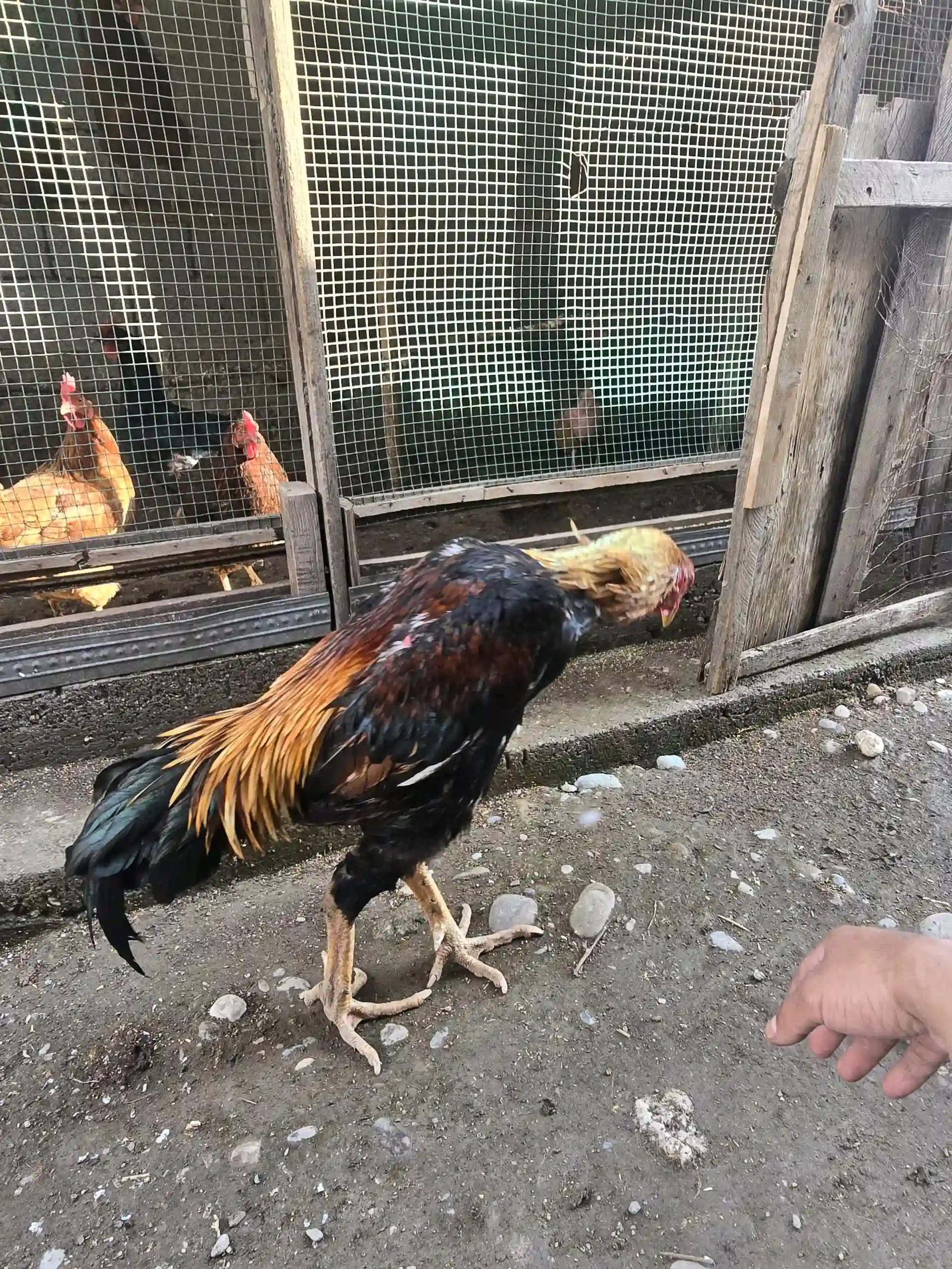 даканги калон