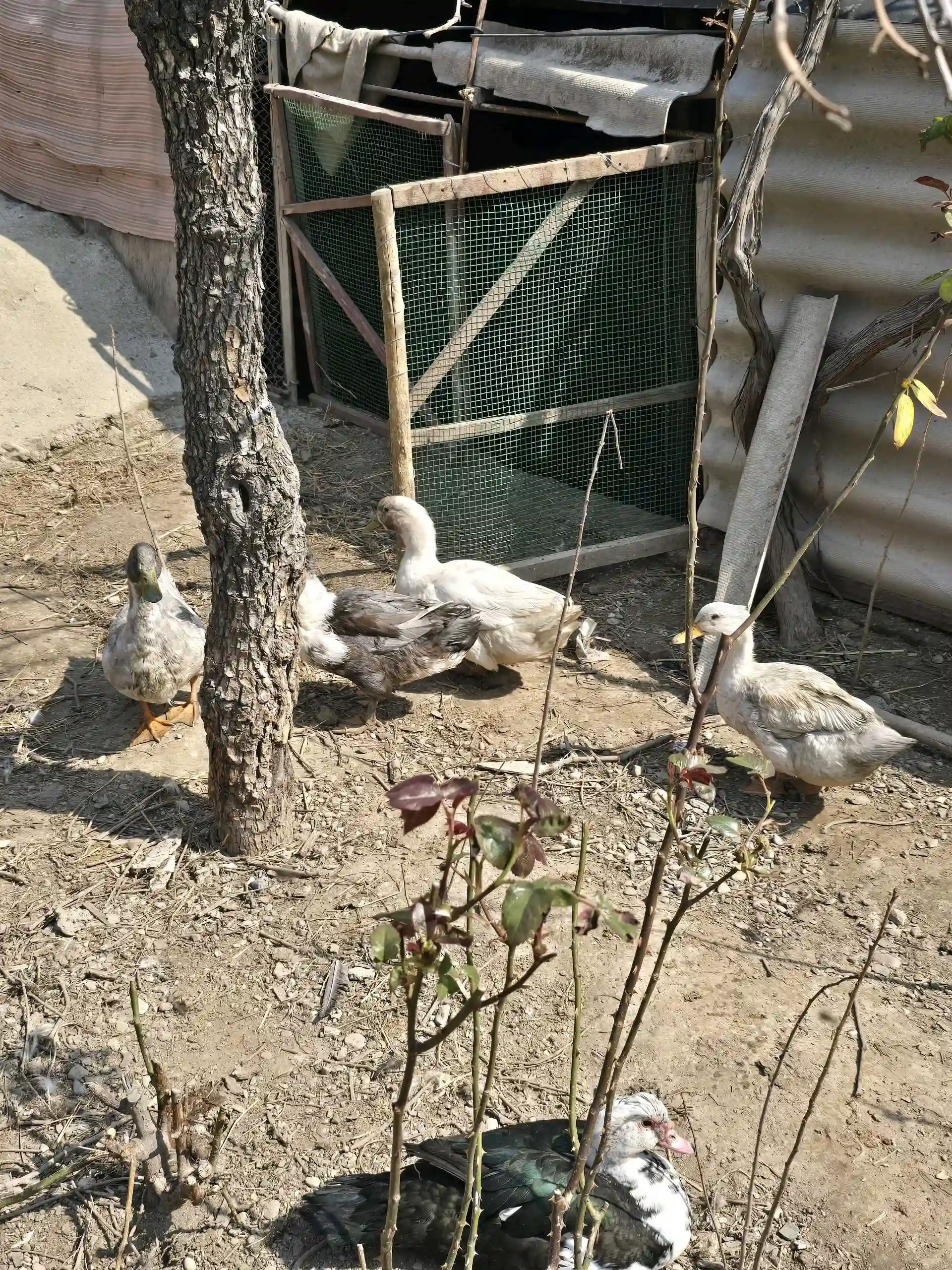 утка пекинский 