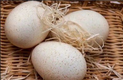 тухми индюк