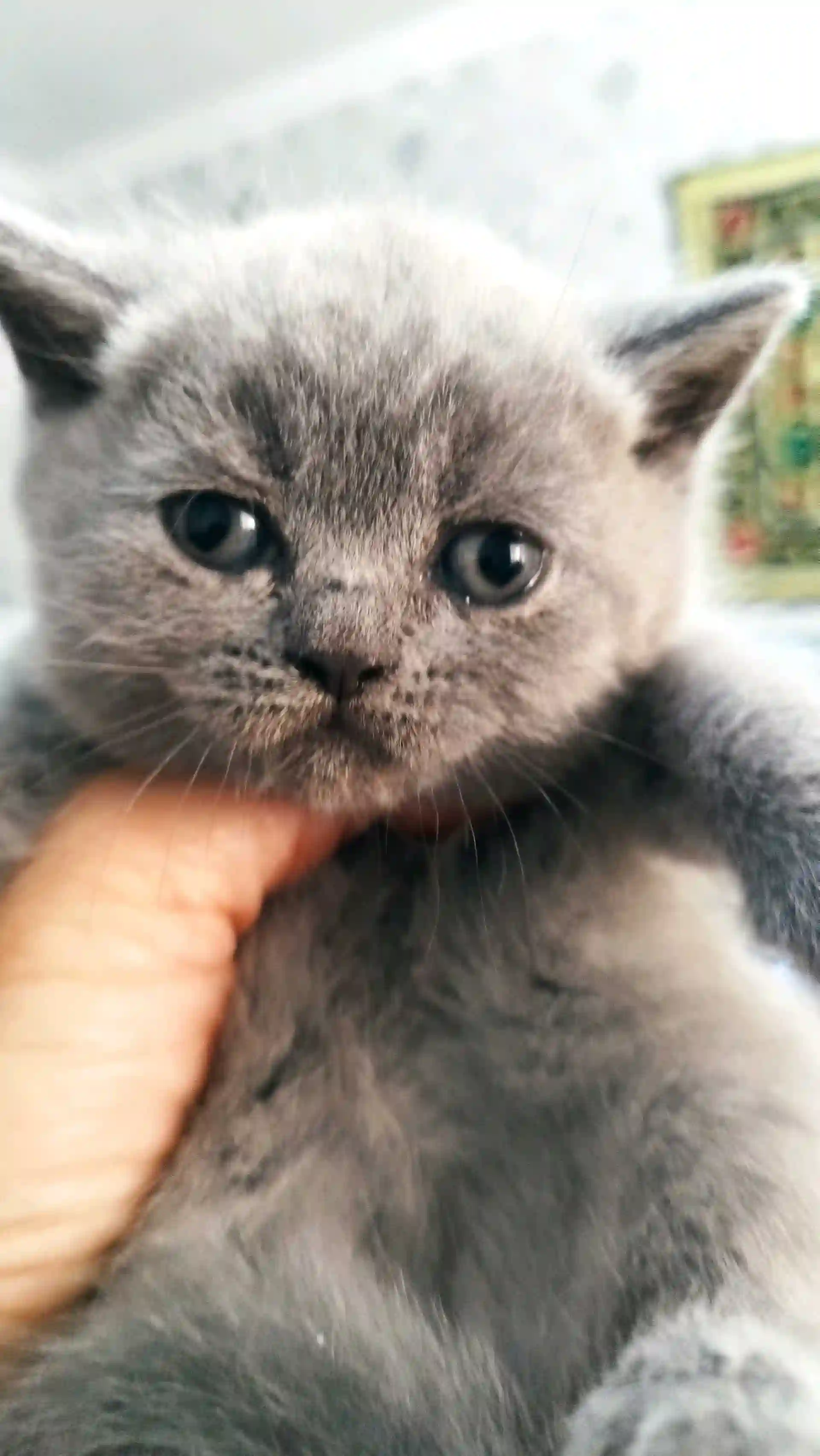 шотландские котята