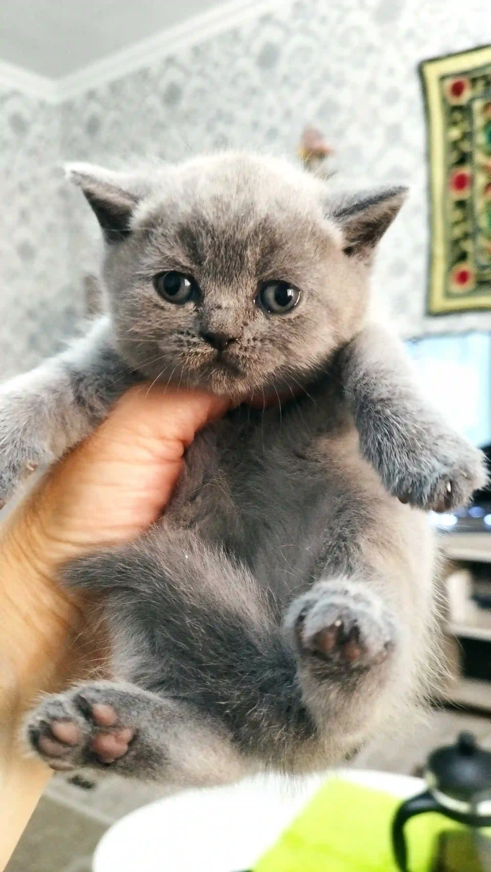 шотландские котята