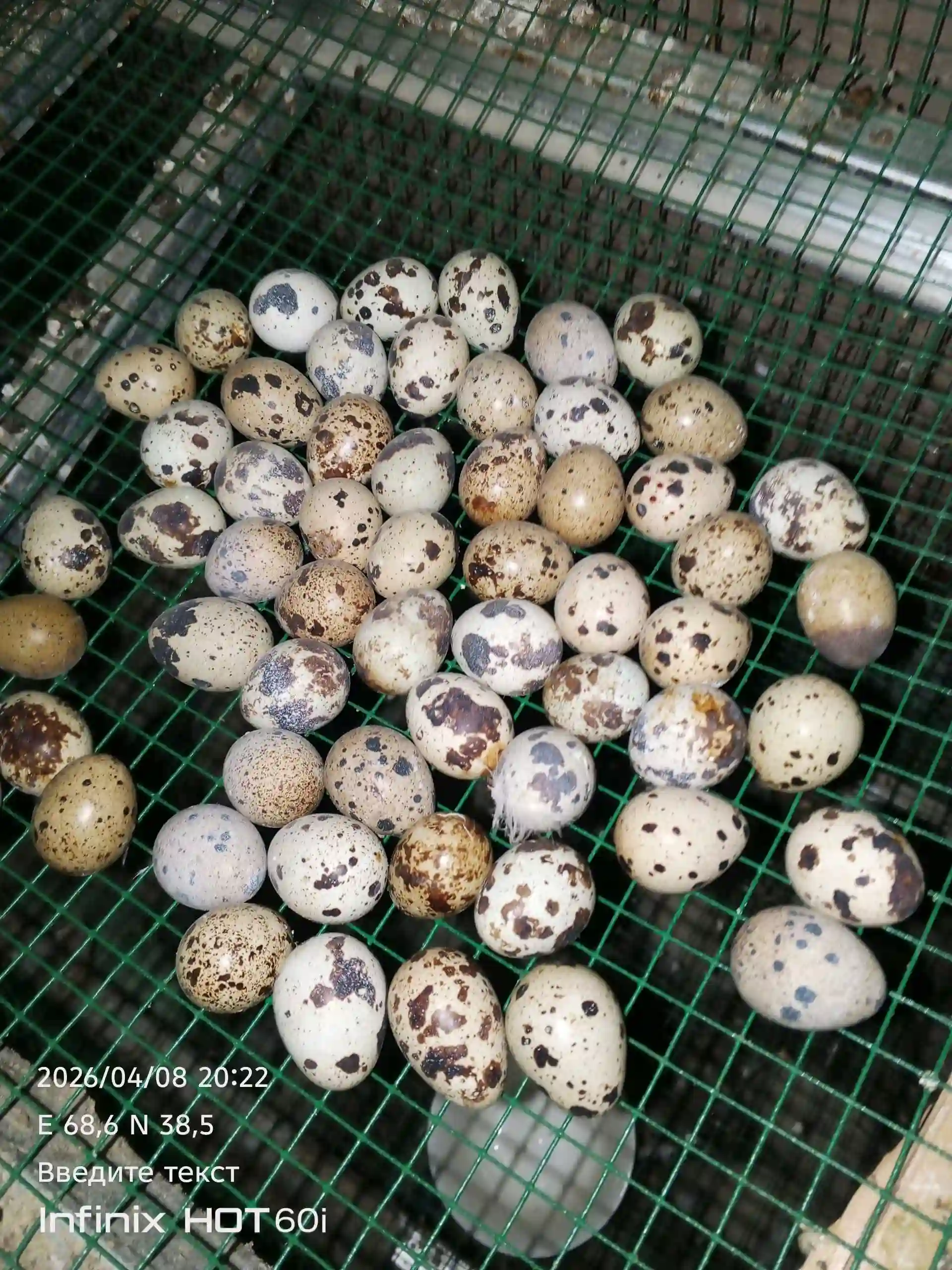 Тухмхои будана