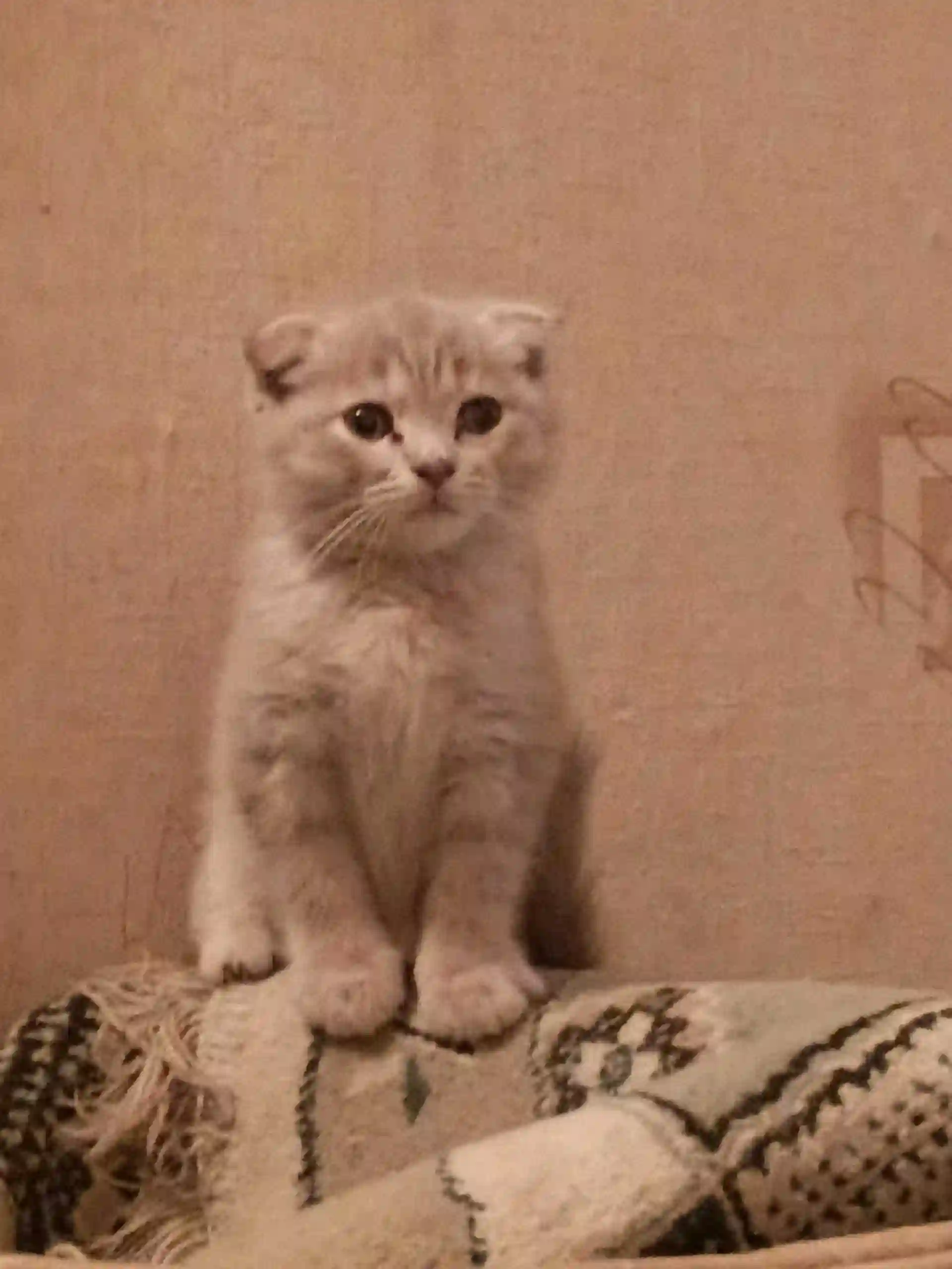 Шотландский вислоухий котёнок 