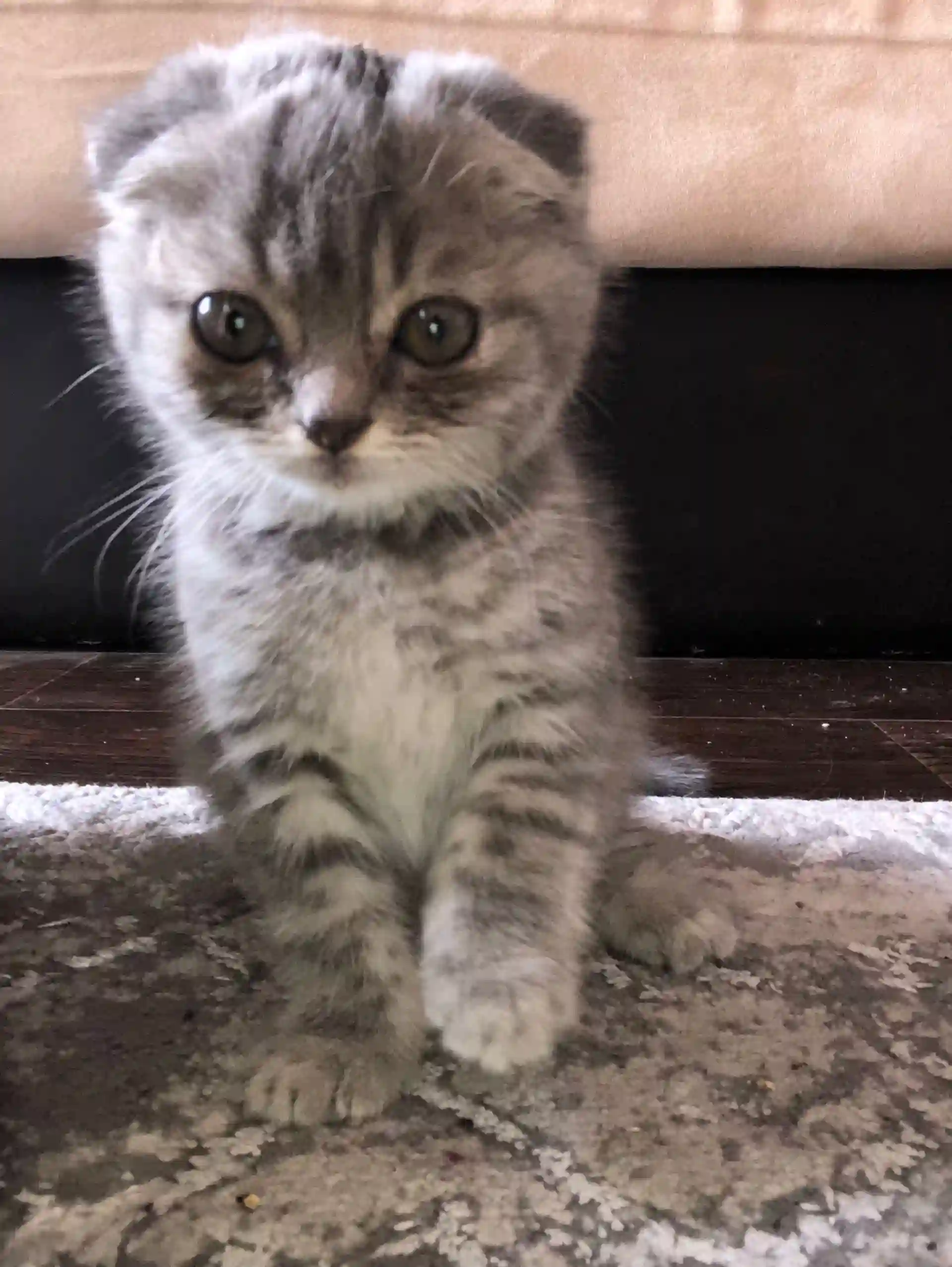 Котята Вислоухие 4 месяца