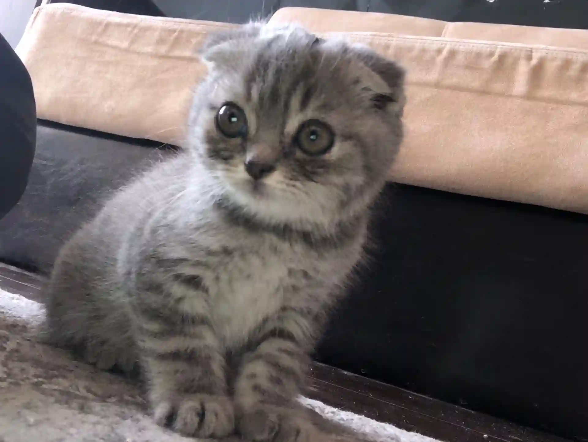 Котята Вислоухие 4 месяца