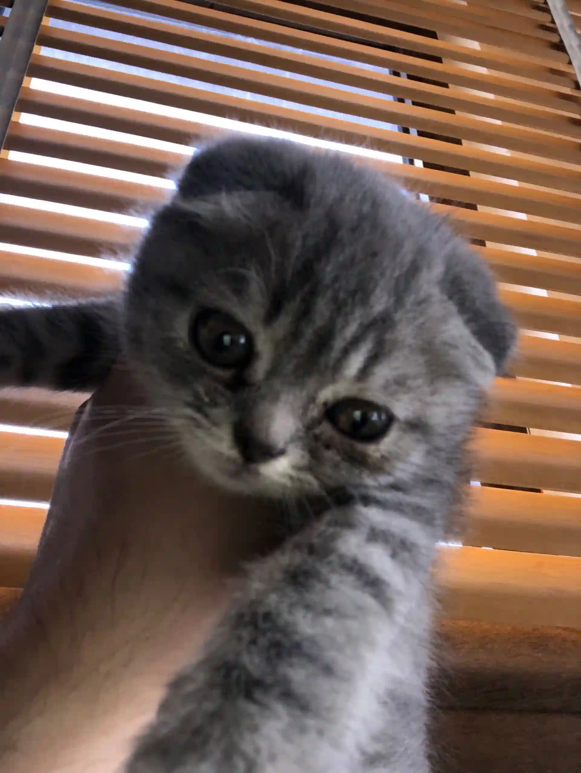 Котята Вислоухие 4 месяца