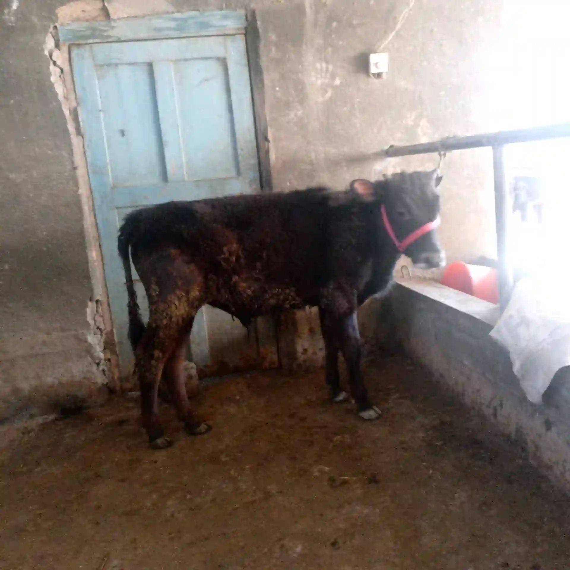 Букаи карпад