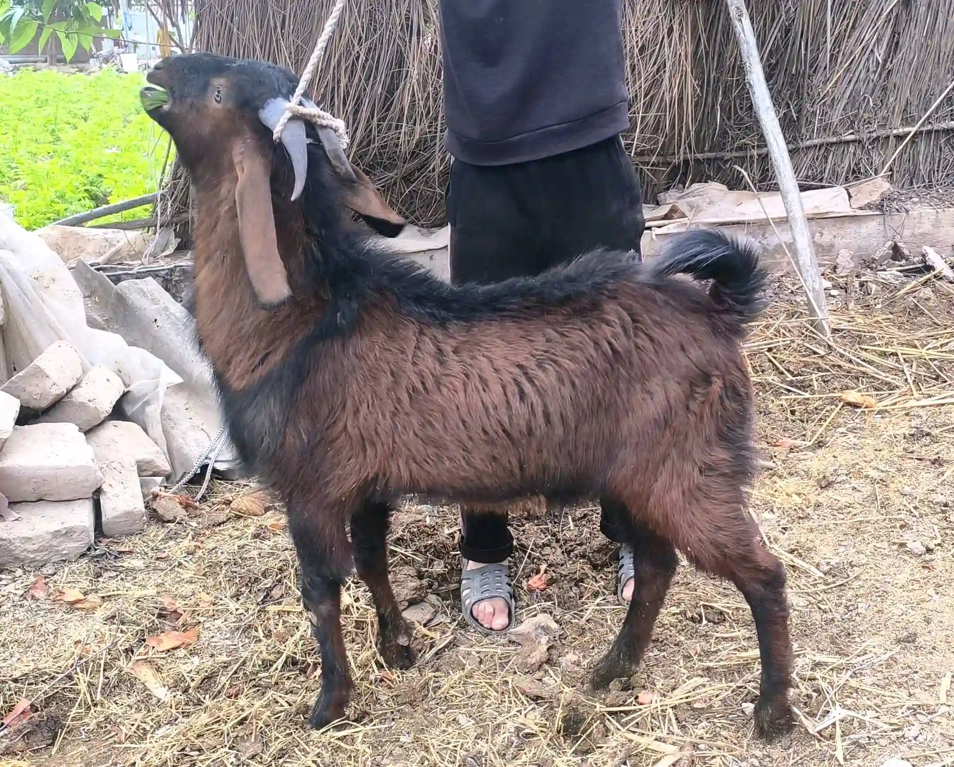 ТАКАИ АВГОНИ