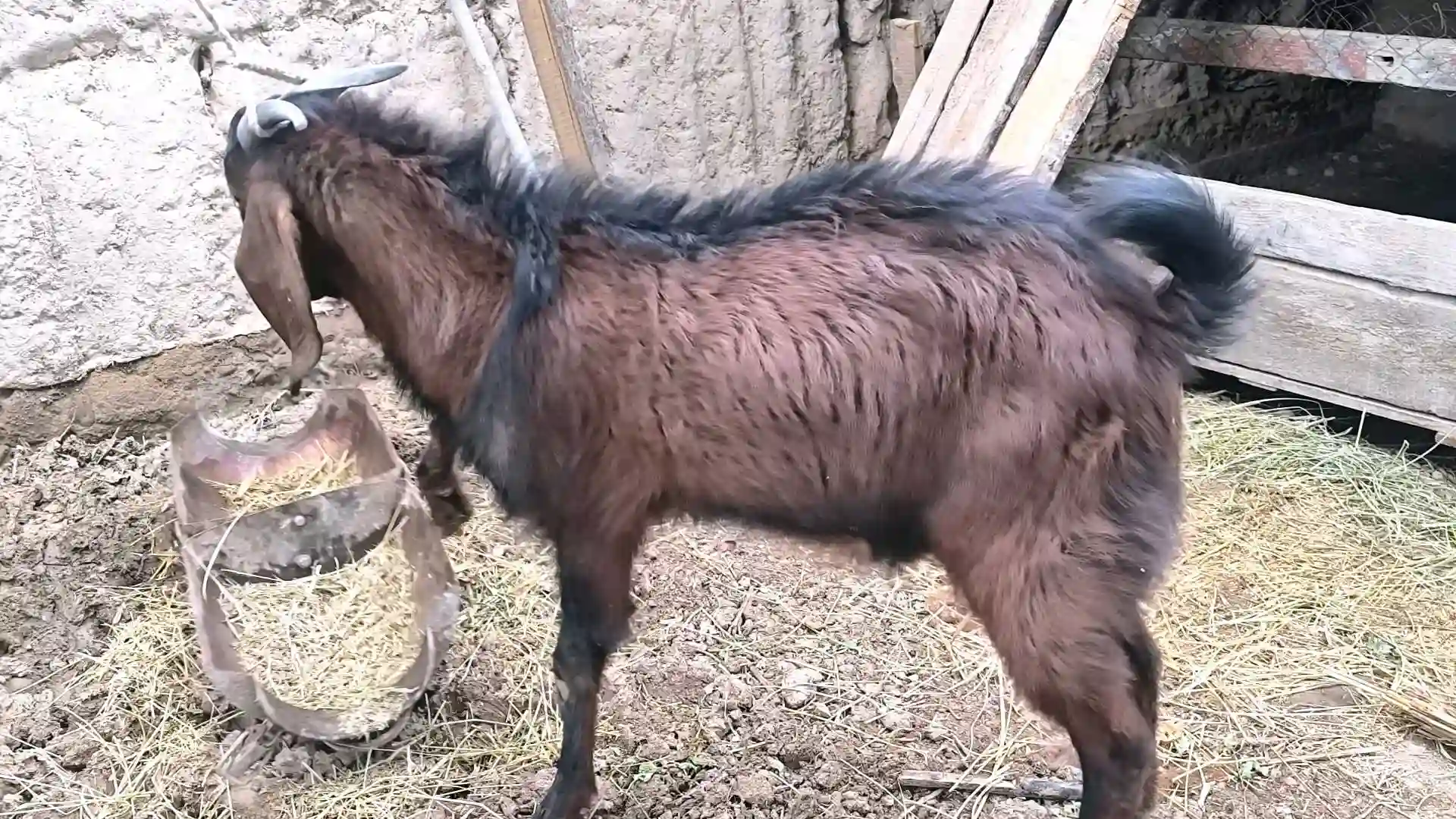 ТАКАИ АВГОНИ