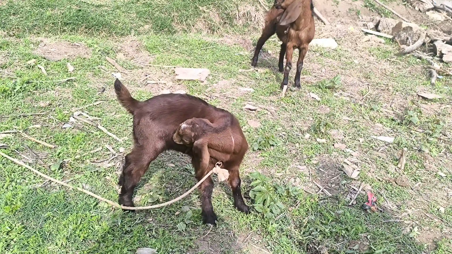 Бузи Авгони