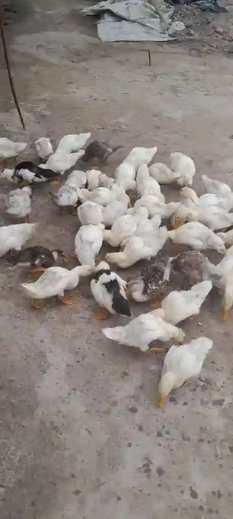 +79800500604вадсап