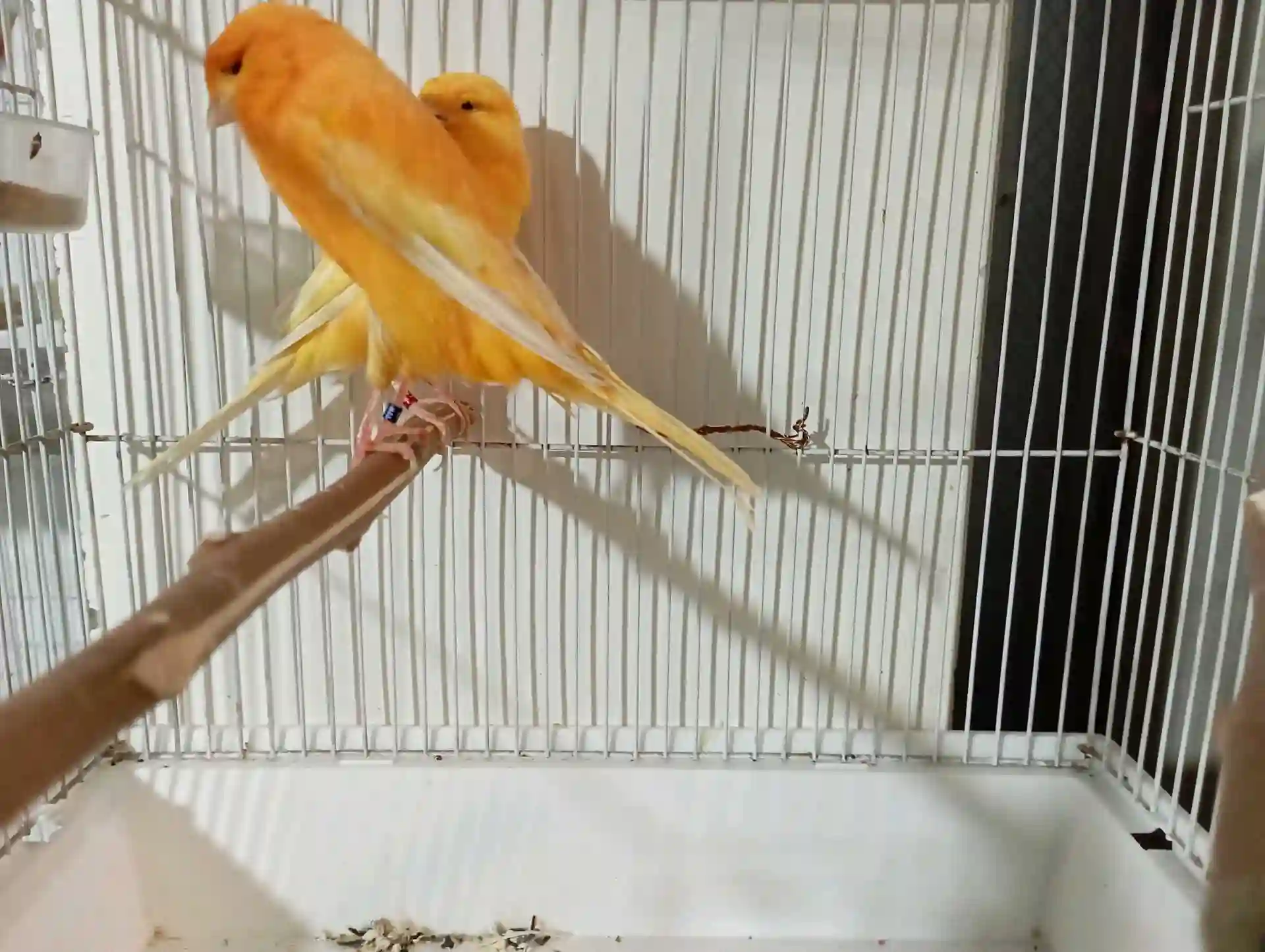 Канарейка Турецкий