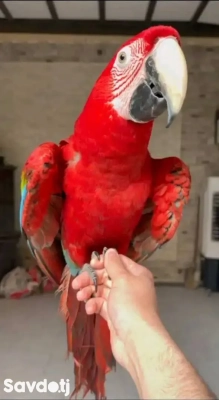 Попугай Ара