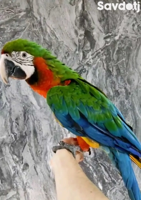 Попугай Ара Арлекин