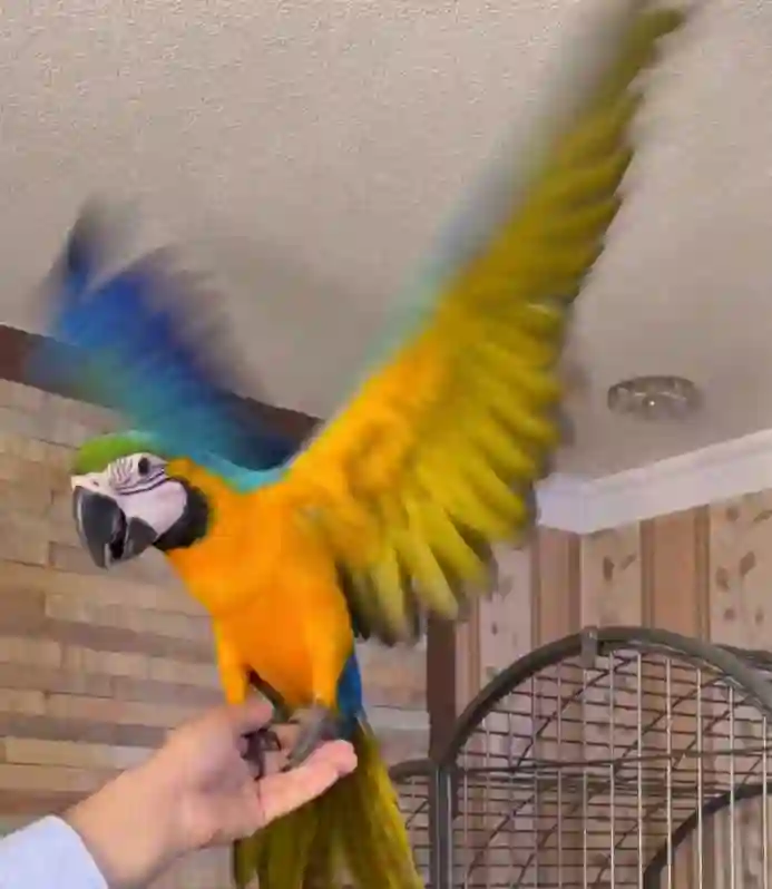 Попугай Ара