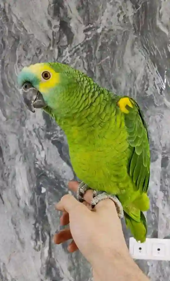 Попугай Амазон