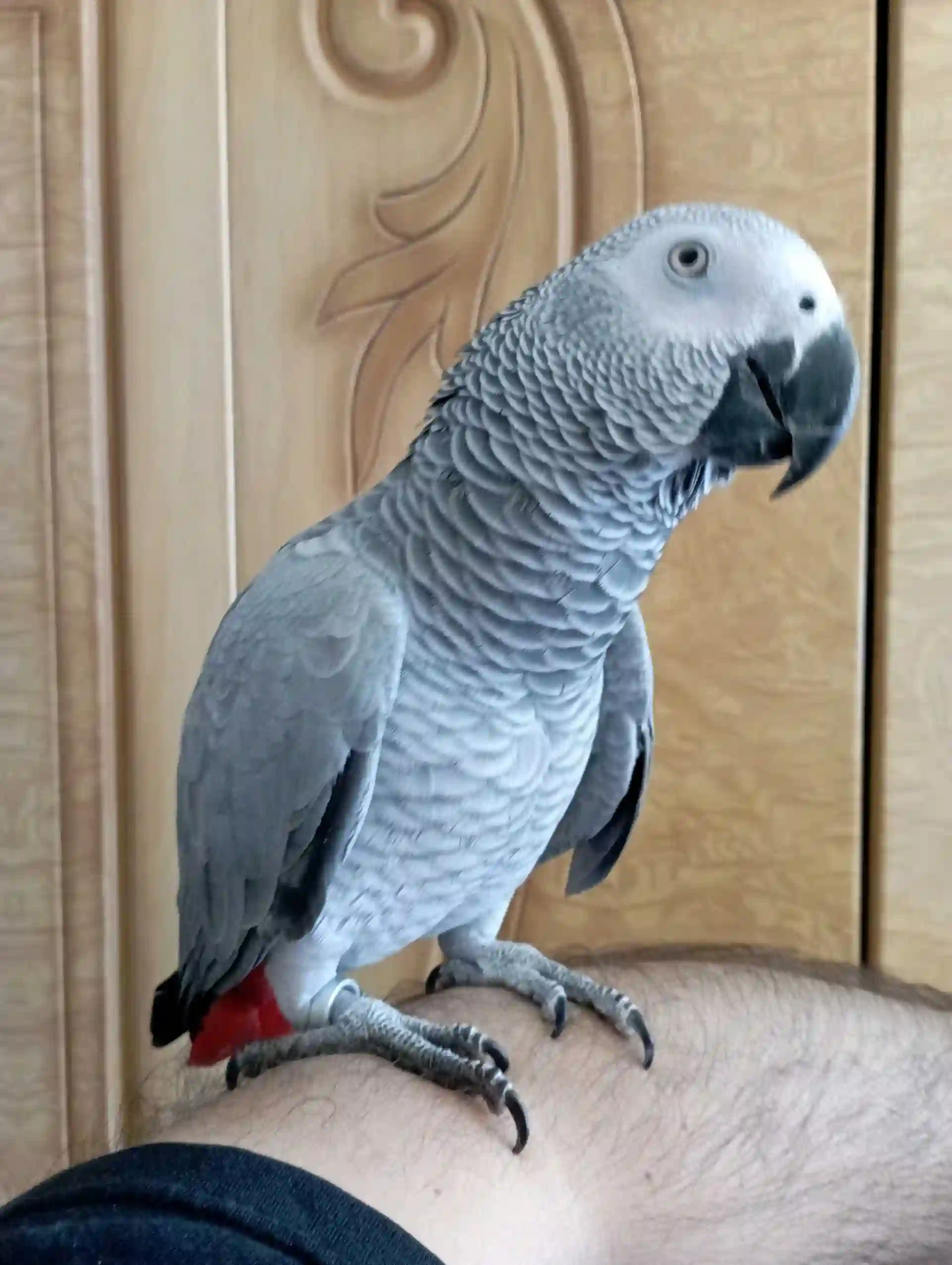 Попугай жако