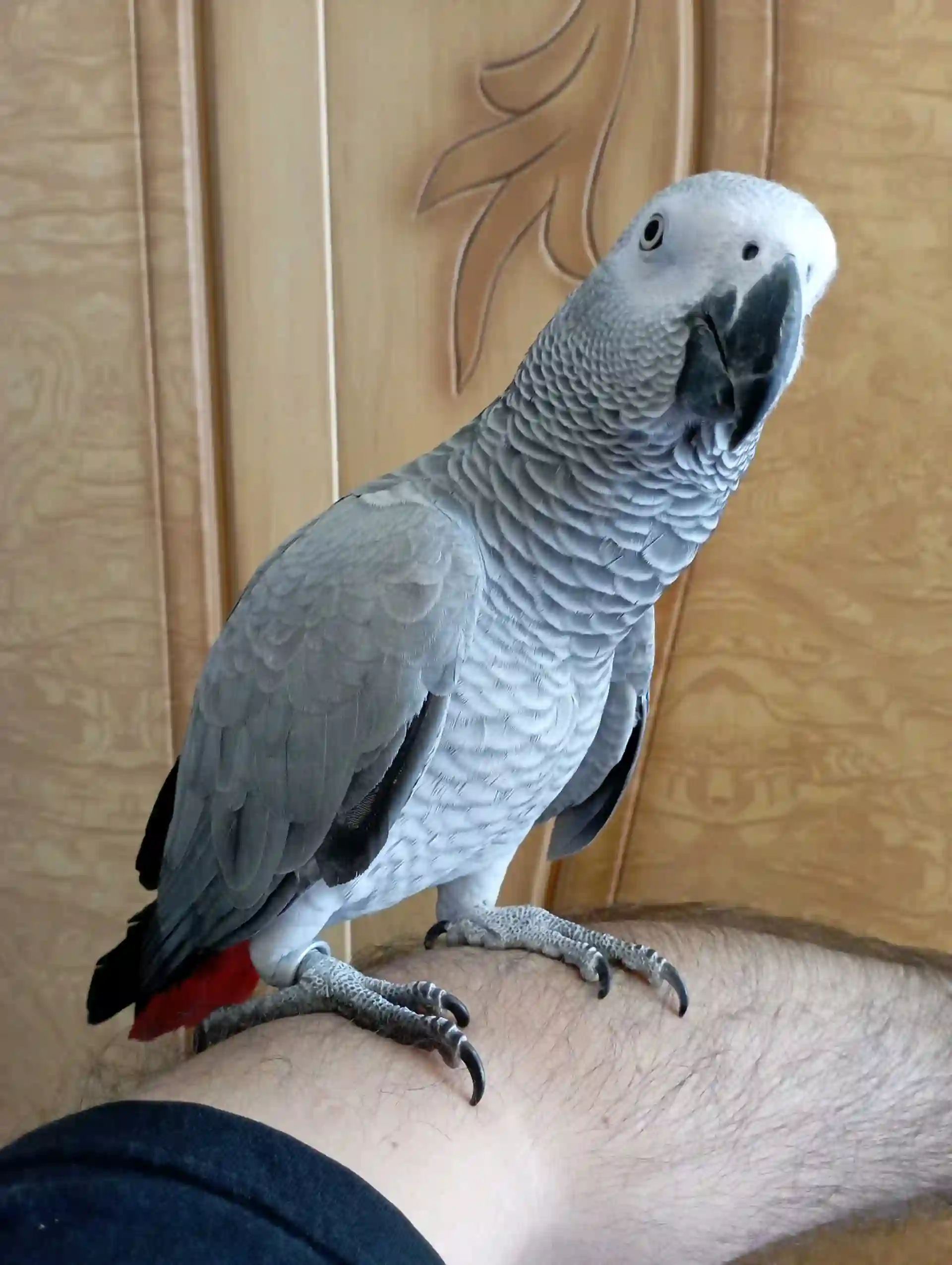 Попугай жако