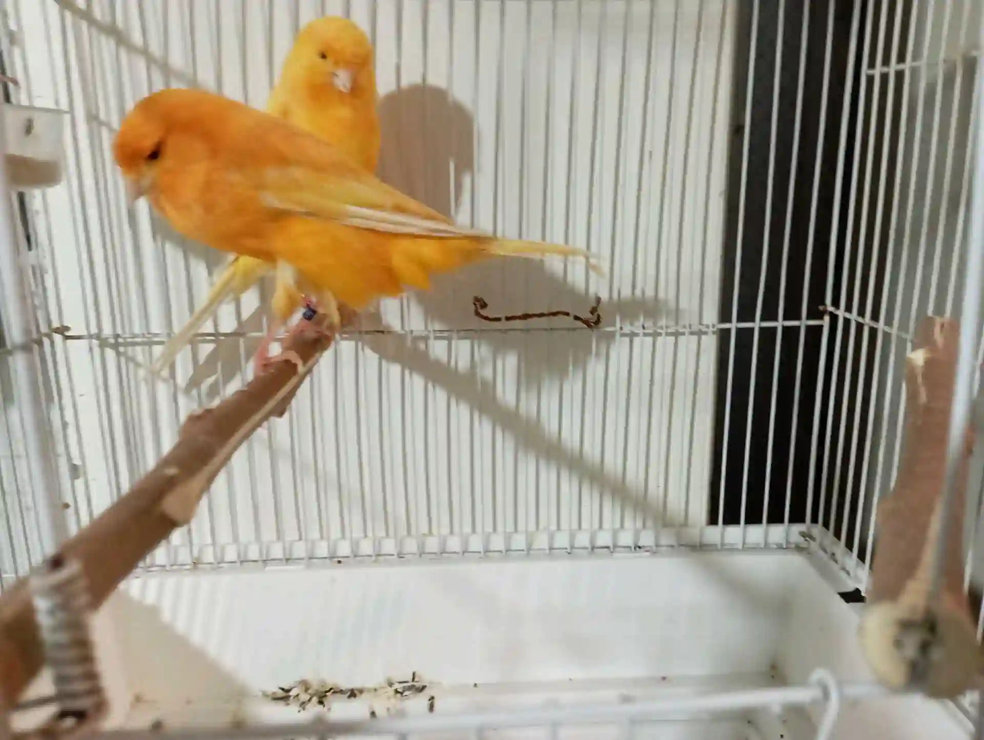 Канарейка Турецкий