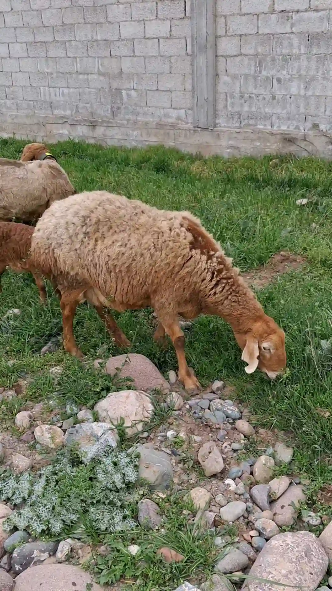 гусфандҳо