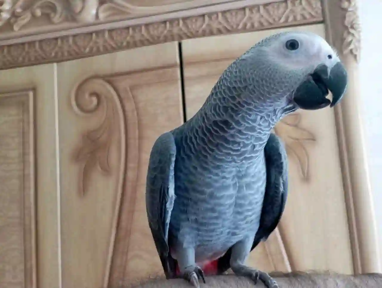 Попугай жако 