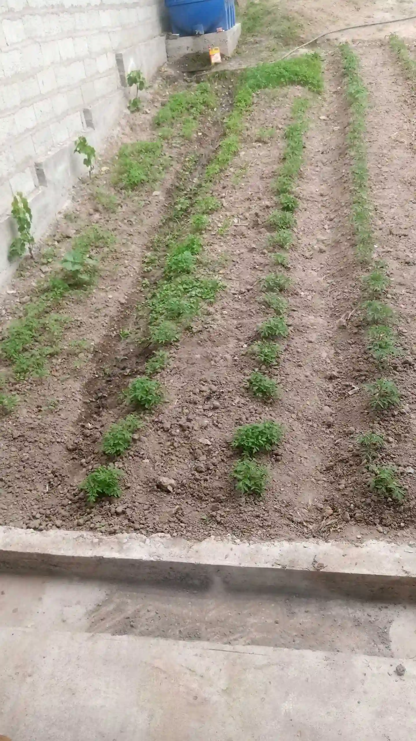 1 этажный, 2-комн. дом, 90 м², 4 соток, ленский