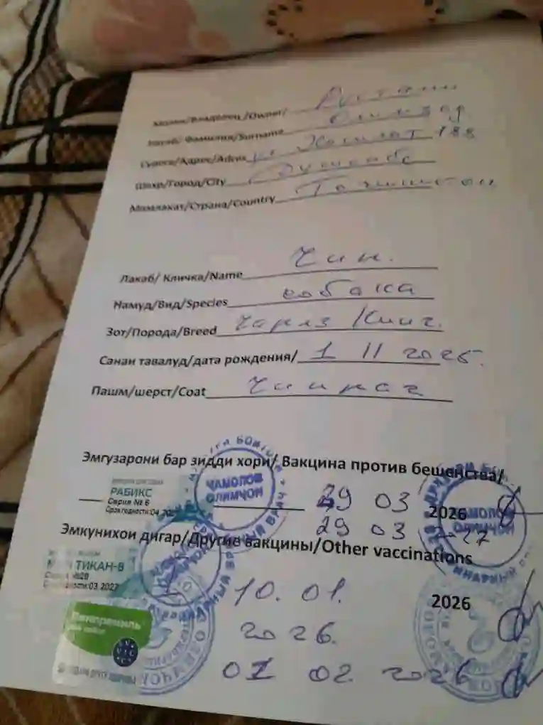 спаниель Чарлз киич 