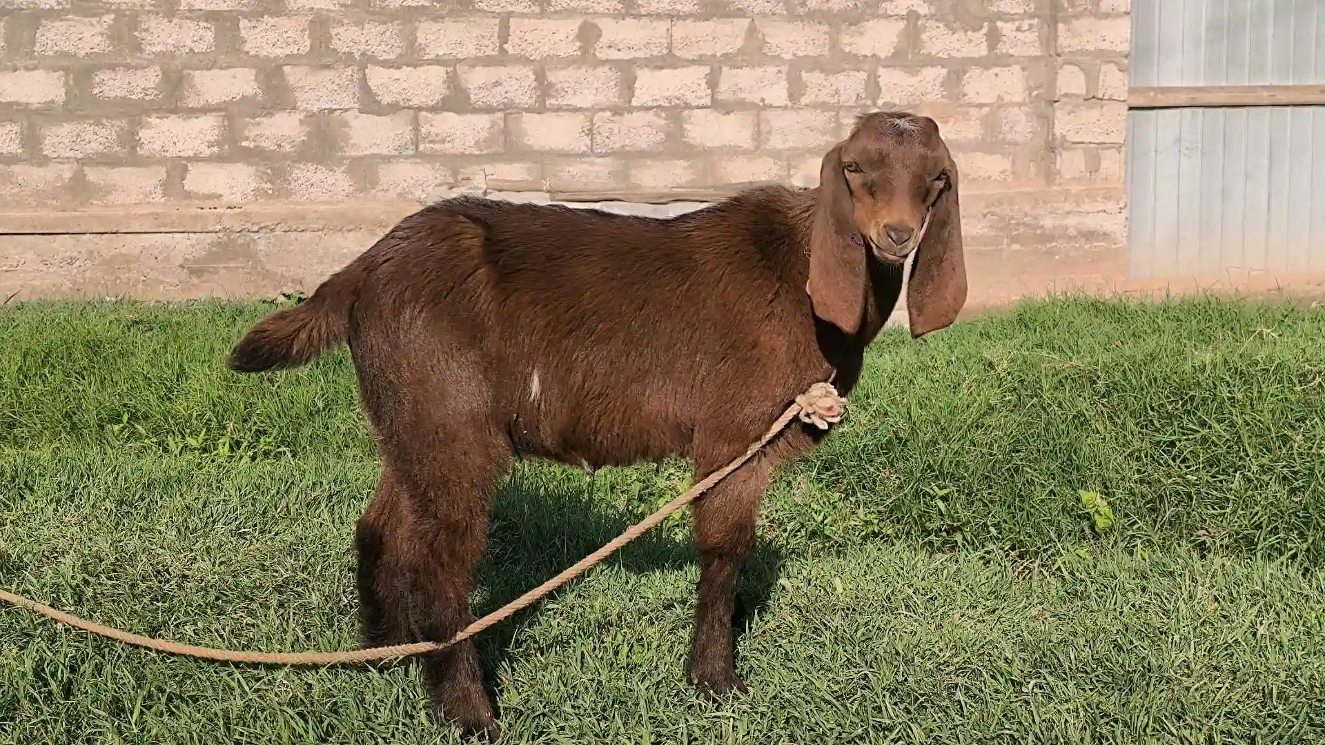 Бузи авгони 