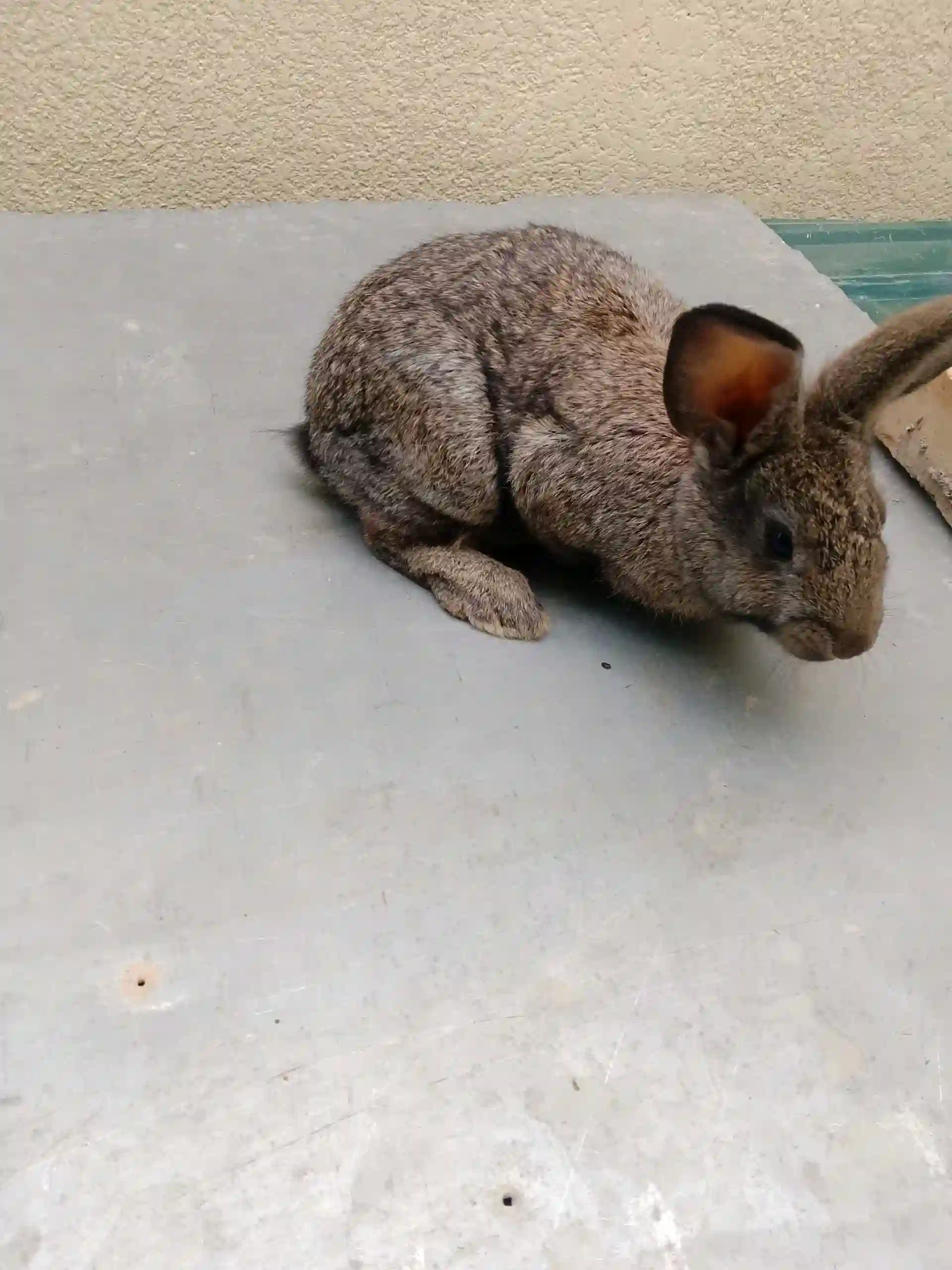 Заргушхо