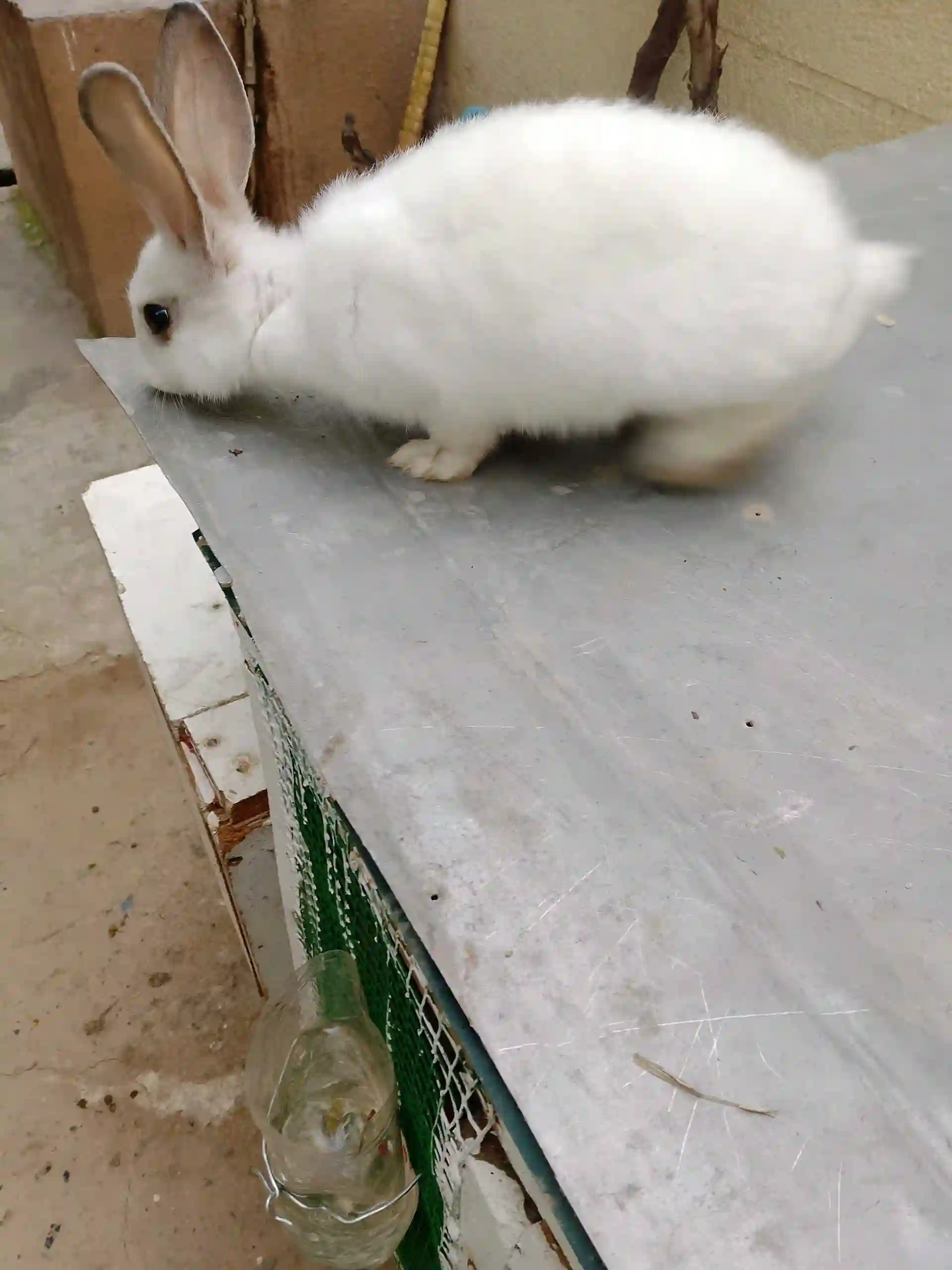 Заргушхо