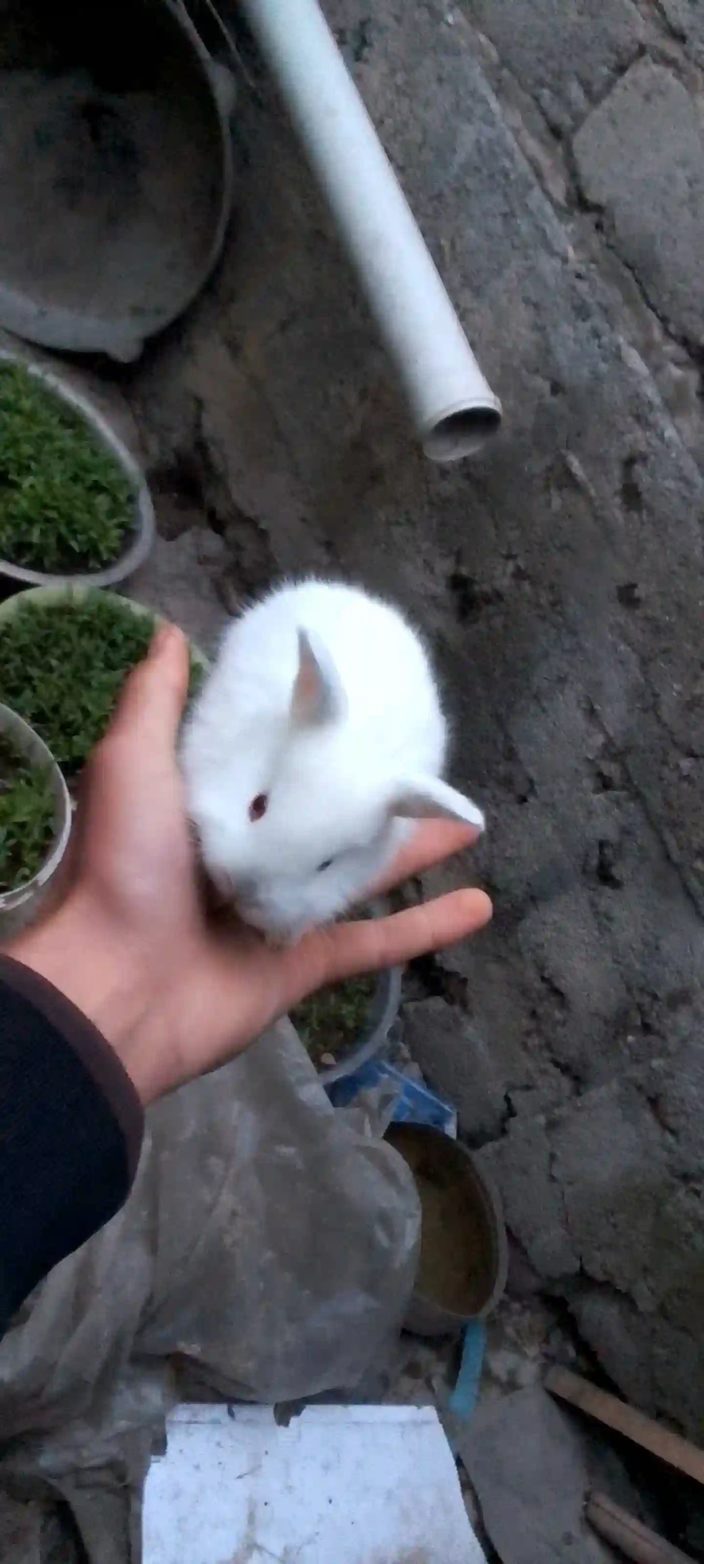 Харгушча