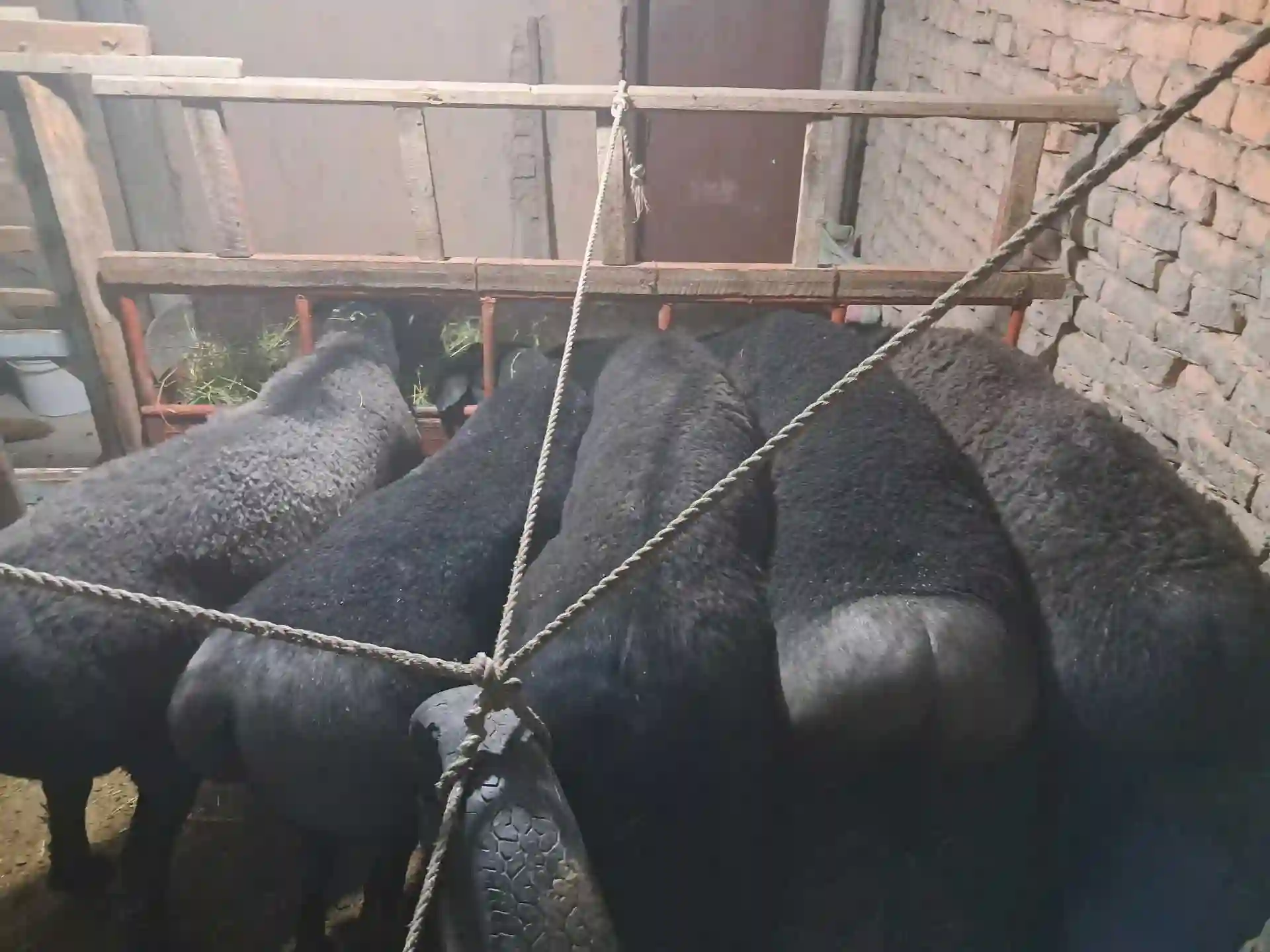 Гусфандои ҲИСОР