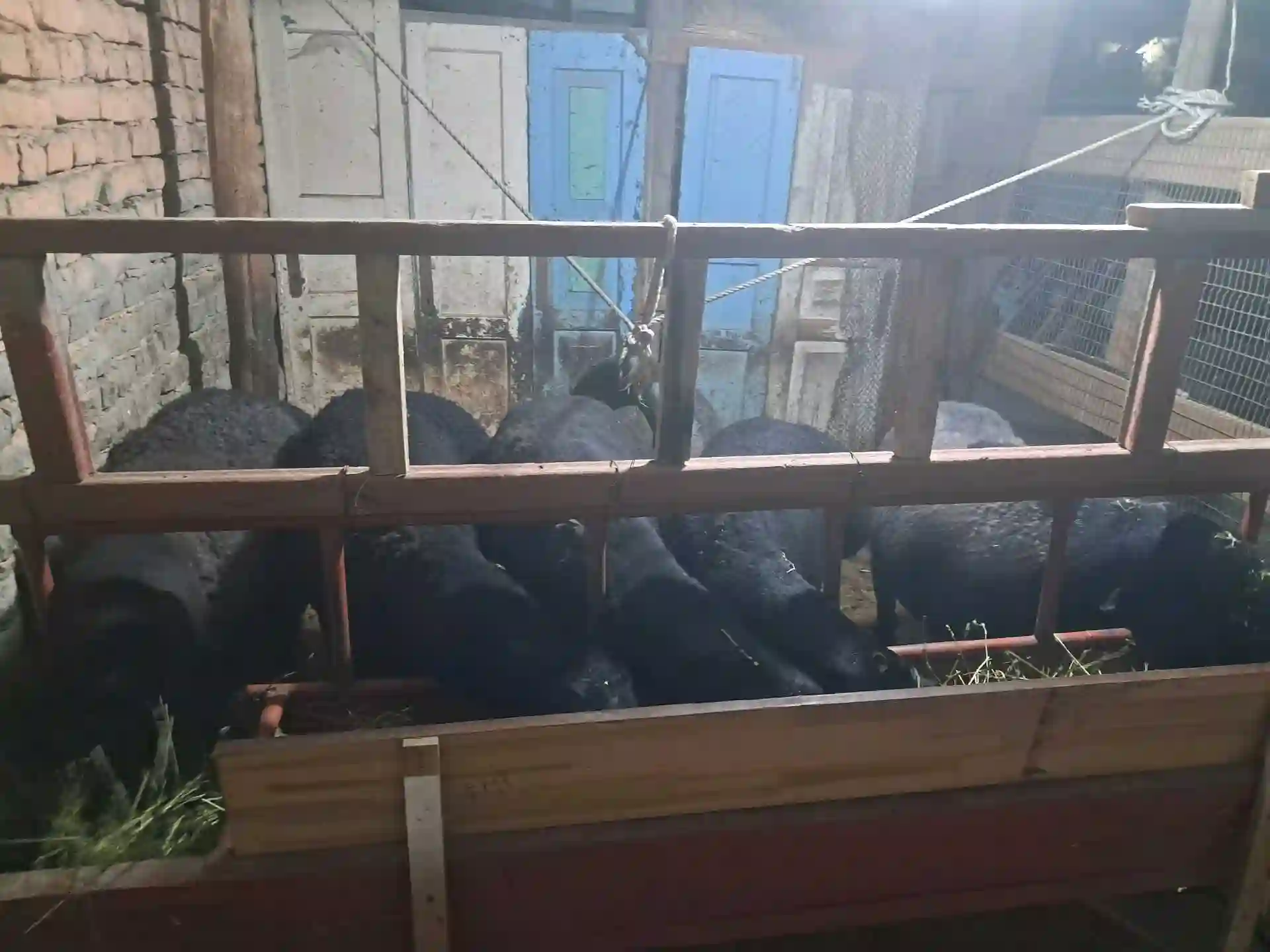 Гусфандои ҲИСОР