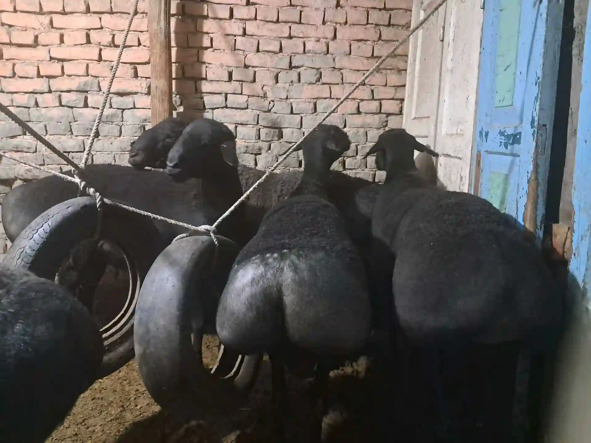 Гусфандои ҲИСОР