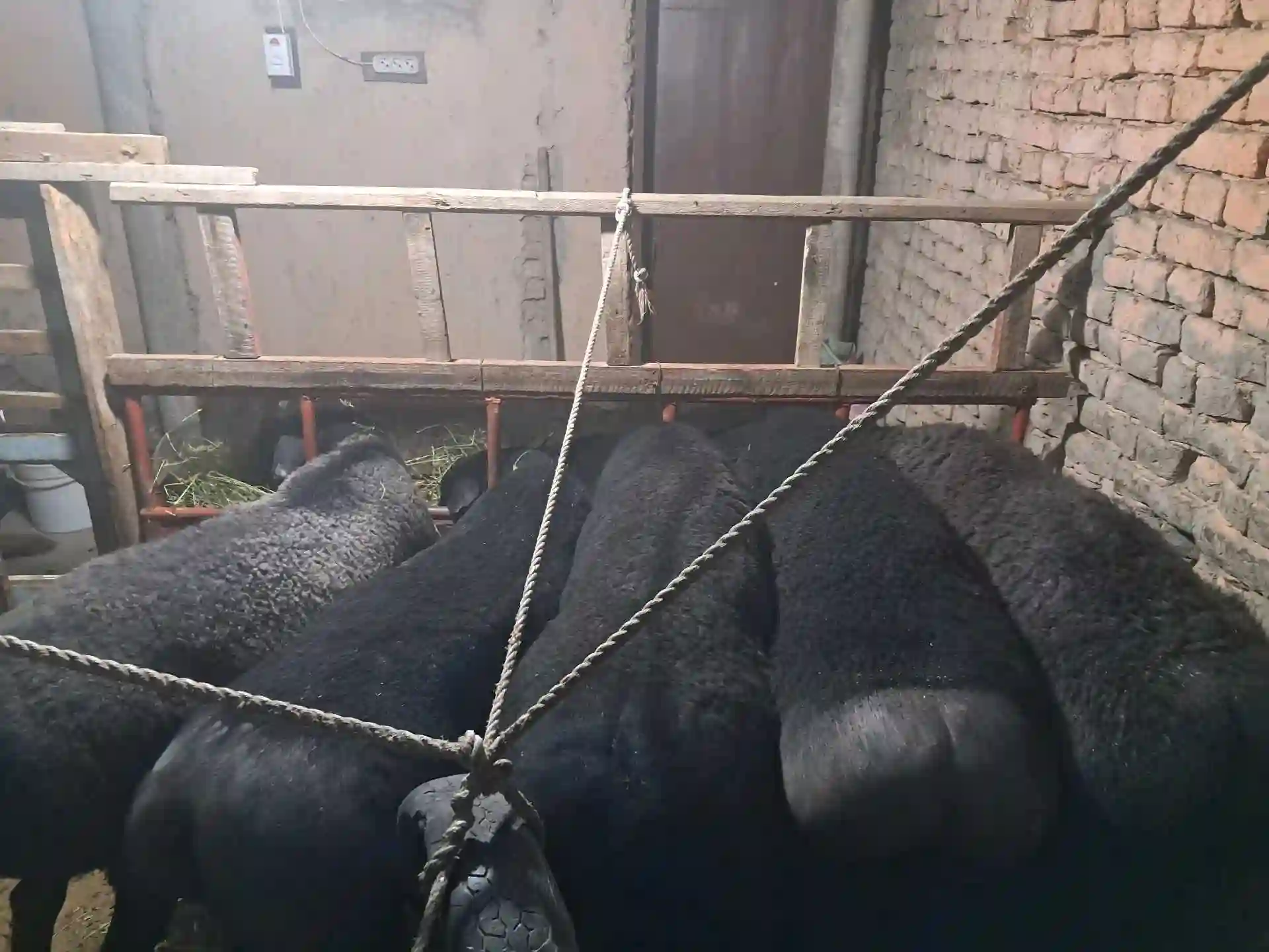 Гусфандои ҲИСОР